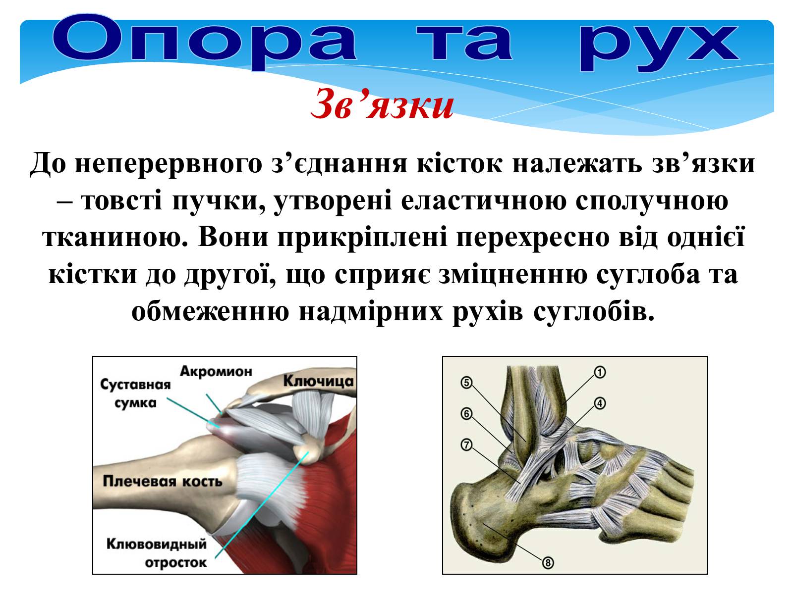 Презентація на тему «Опора і рух» - Слайд #24 Презентація на тему «Опора і рух» - Слайд #24