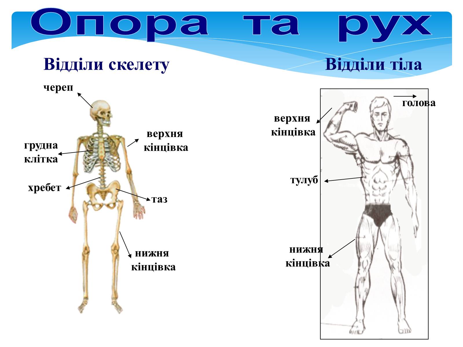 Презентація на тему «Опора і рух» - Слайд #25 Презентація на тему «Опора і рух» - Слайд #25