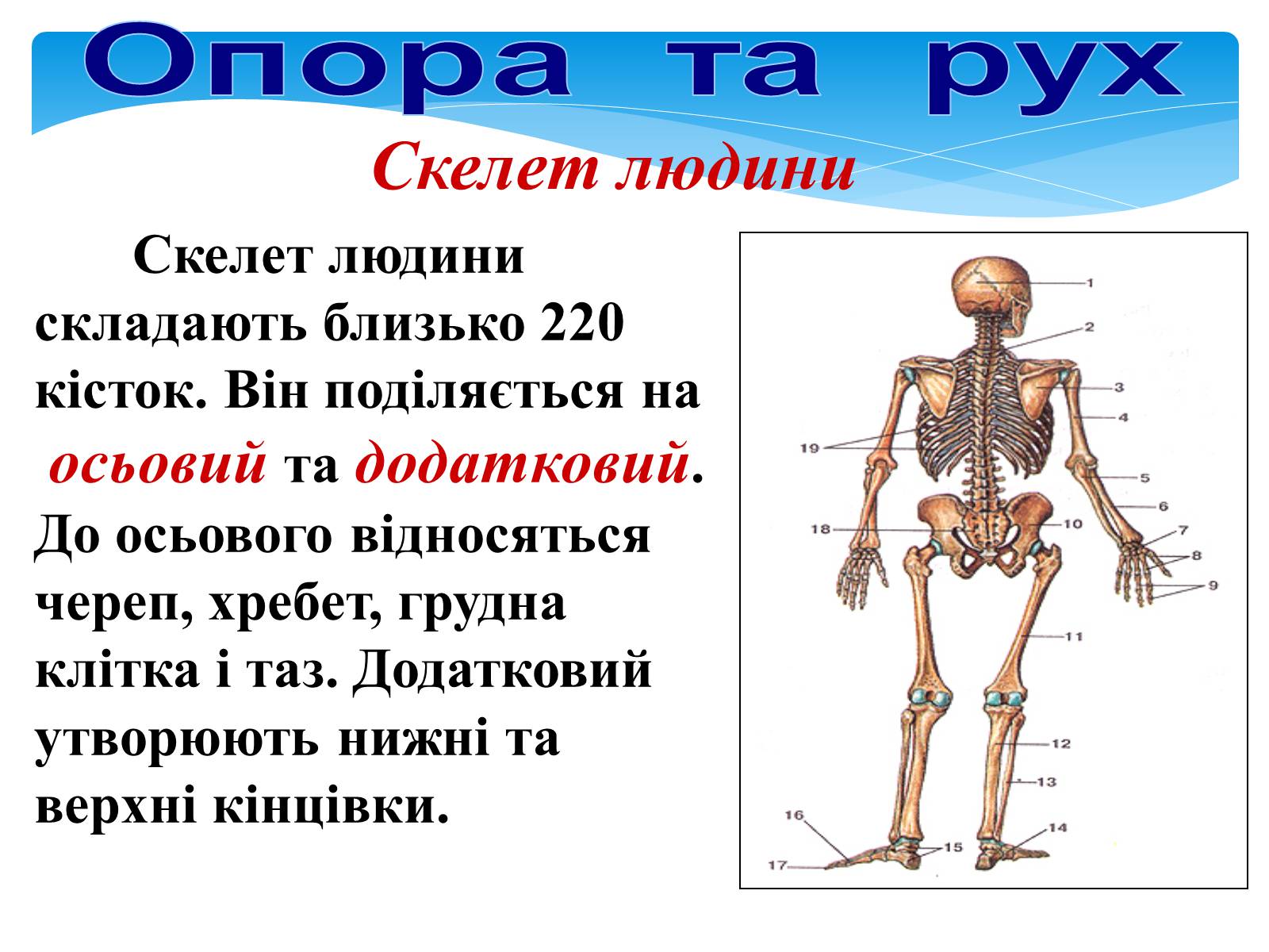 Презентація на тему «Опора і рух» - Слайд #26 Презентація на тему «Опора і рух» - Слайд #26
