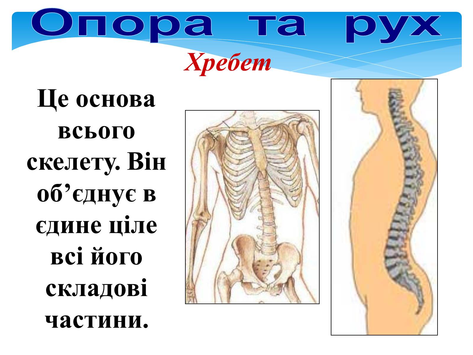 Презентація на тему «Опора і рух» - Слайд #27 Презентація на тему «Опора і рух» - Слайд #27