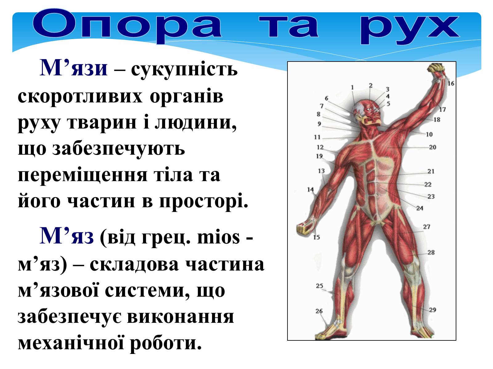 Презентація на тему «Опора і рух» - Слайд #3 Презентація на тему «Опора і рух» - Слайд #3