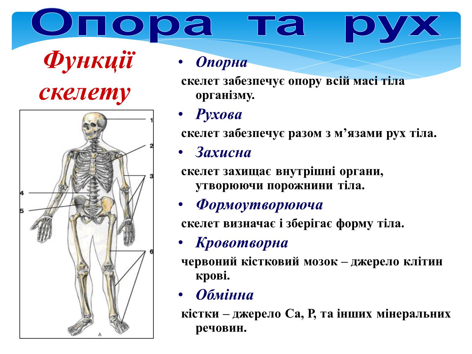Презентація на тему «Опора і рух» - Слайд #4 Презентація на тему «Опора і рух» - Слайд #4