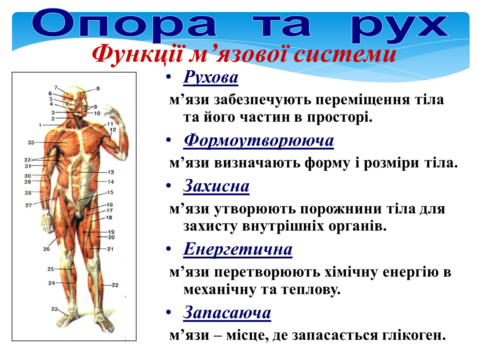 Презентація на тему «Опора і рух» - Слайд #5 Презентація на тему «Опора і рух» - Слайд #5