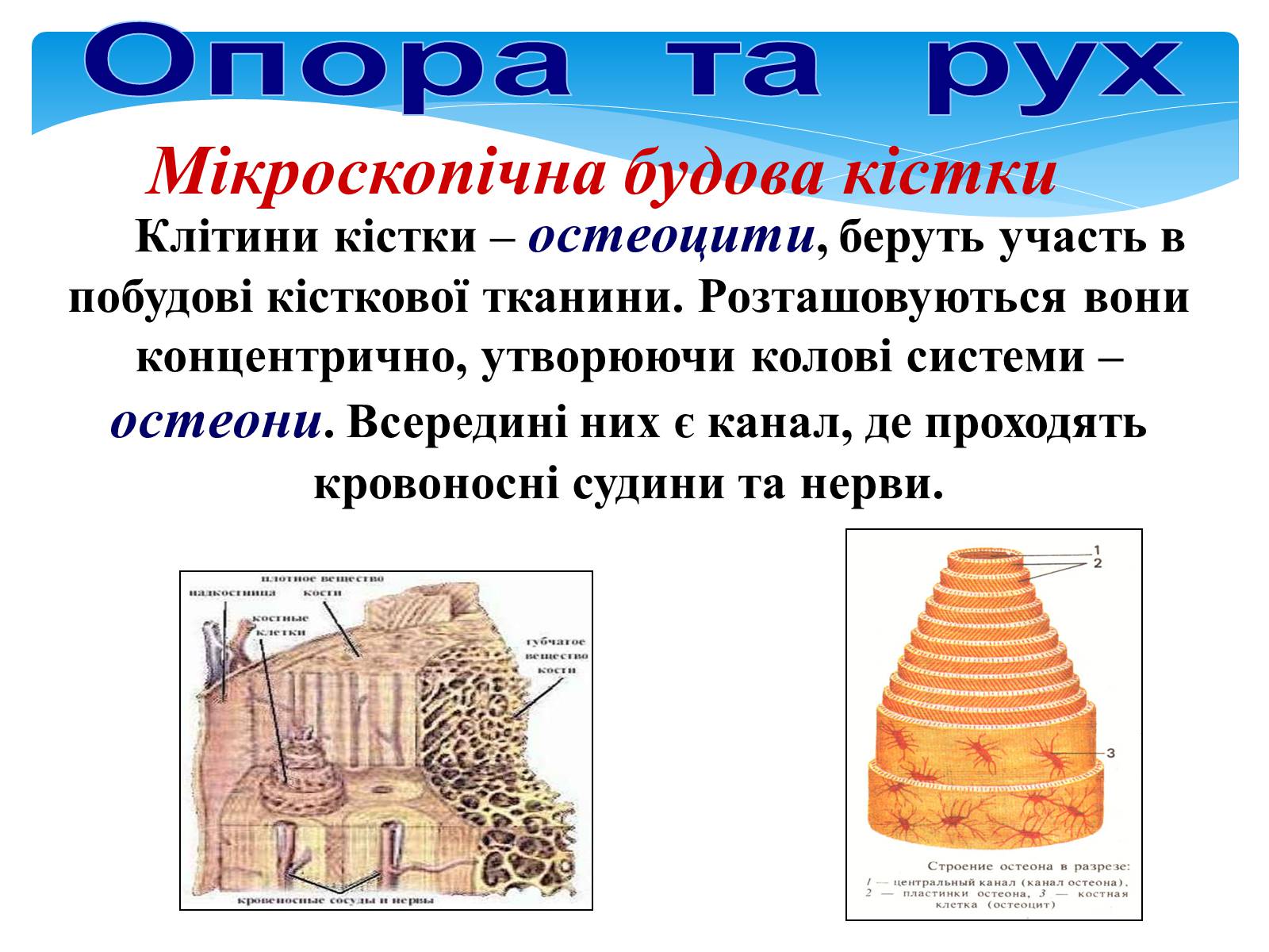 Презентація на тему «Опора і рух» - Слайд #6 Презентація на тему «Опора і рух» - Слайд #6