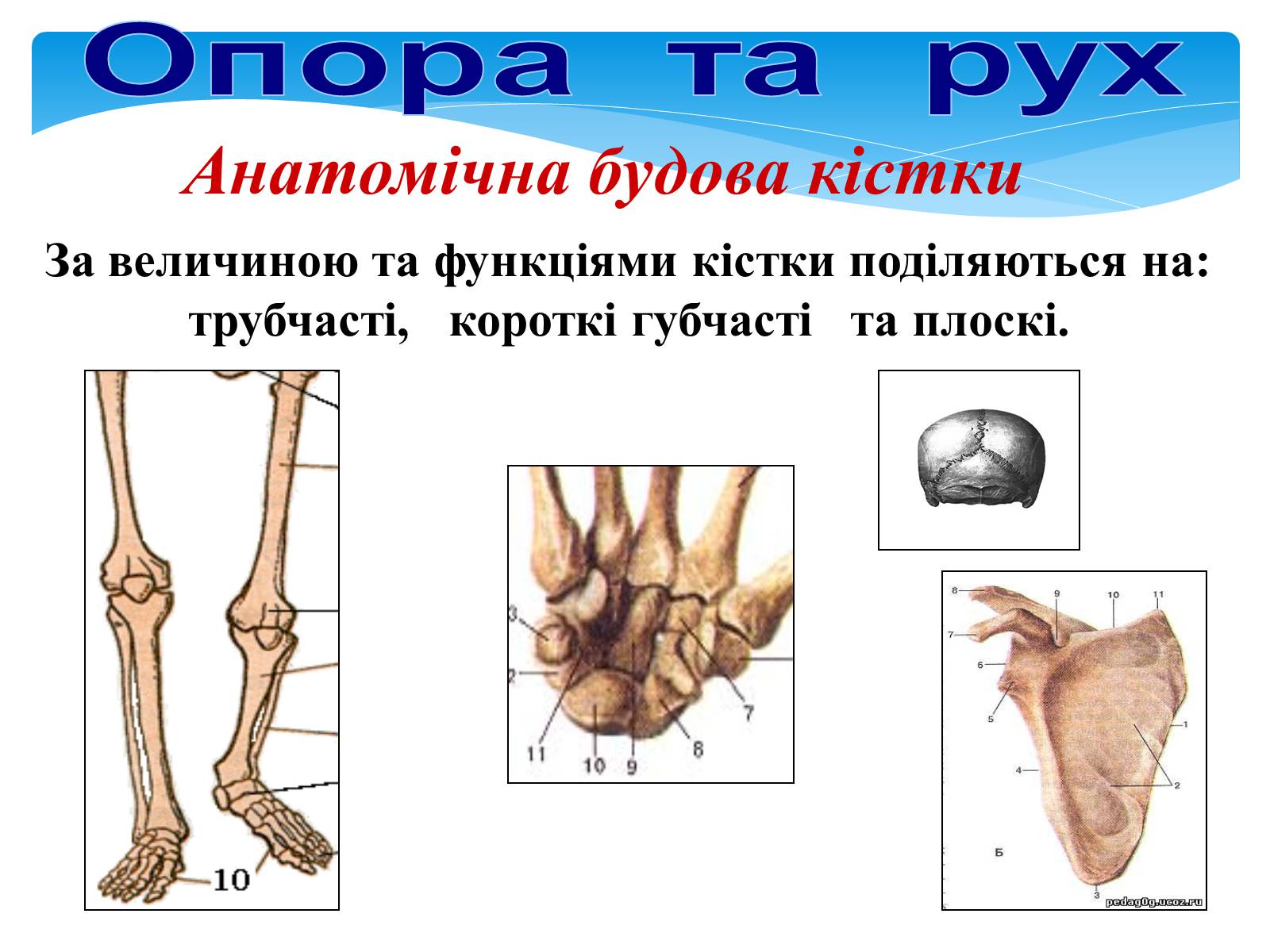 Презентація на тему «Опора і рух» - Слайд #7 Презентація на тему «Опора і рух» - Слайд #7