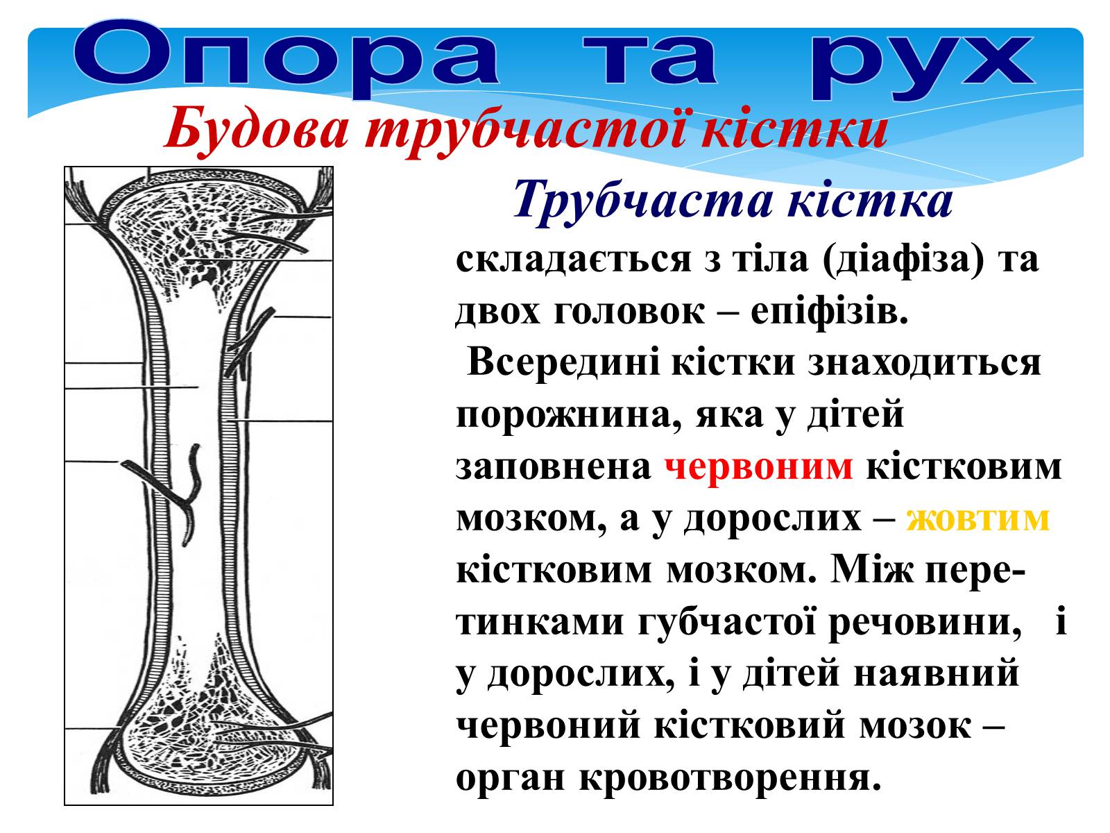 Презентація на тему «Опора і рух» - Слайд #9 Презентація на тему «Опора і рух» - Слайд #9