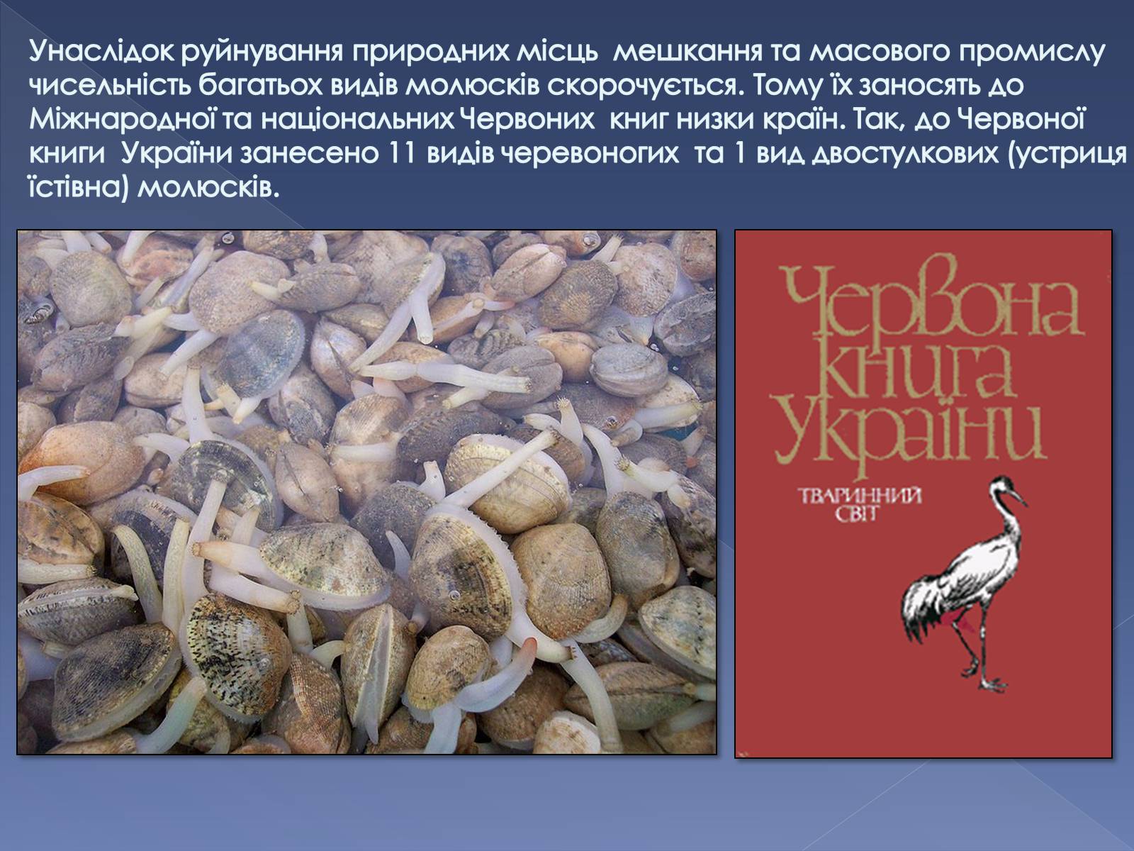 Презентація на тему «Клас Двостулкові молюски» - Слайд #14 Презентація на тему «Клас Двостулкові молюски» - Слайд #14