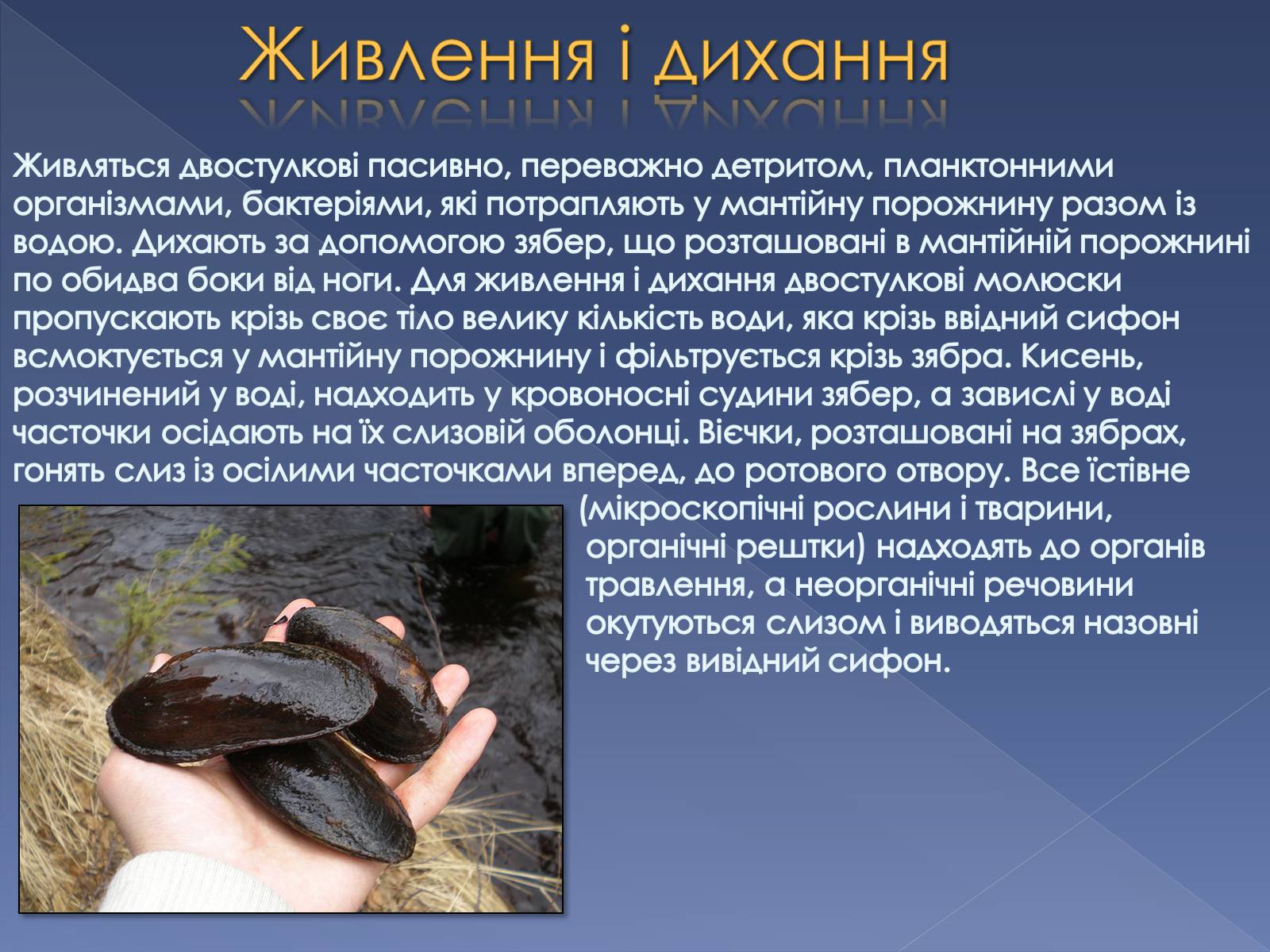 Презентація на тему «Клас Двостулкові молюски» - Слайд #6 Презентація на тему «Клас Двостулкові молюски» - Слайд #6