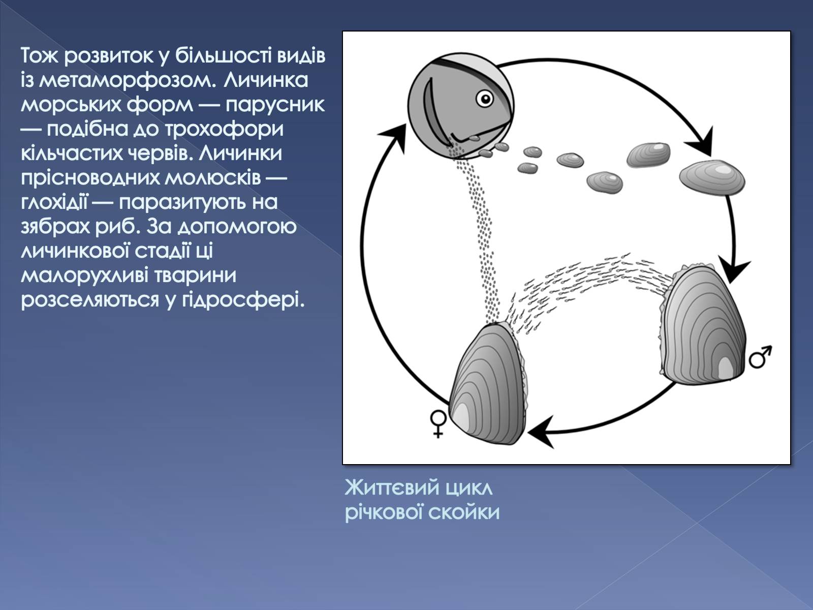 Презентація на тему «Клас Двостулкові молюски» - Слайд #8 Презентація на тему «Клас Двостулкові молюски» - Слайд #8