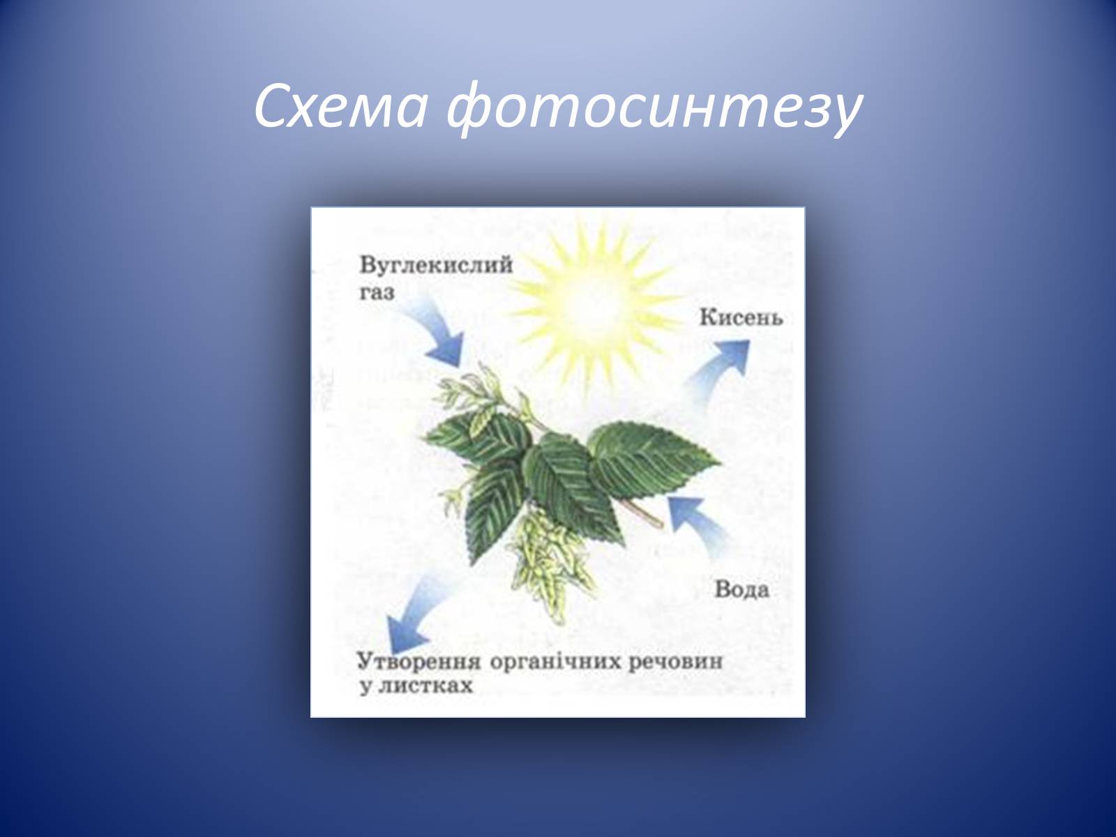 Презентація на тему «Царство Рослин» - Слайд #10 Презентація на тему «Царство Рослин» - Слайд #10