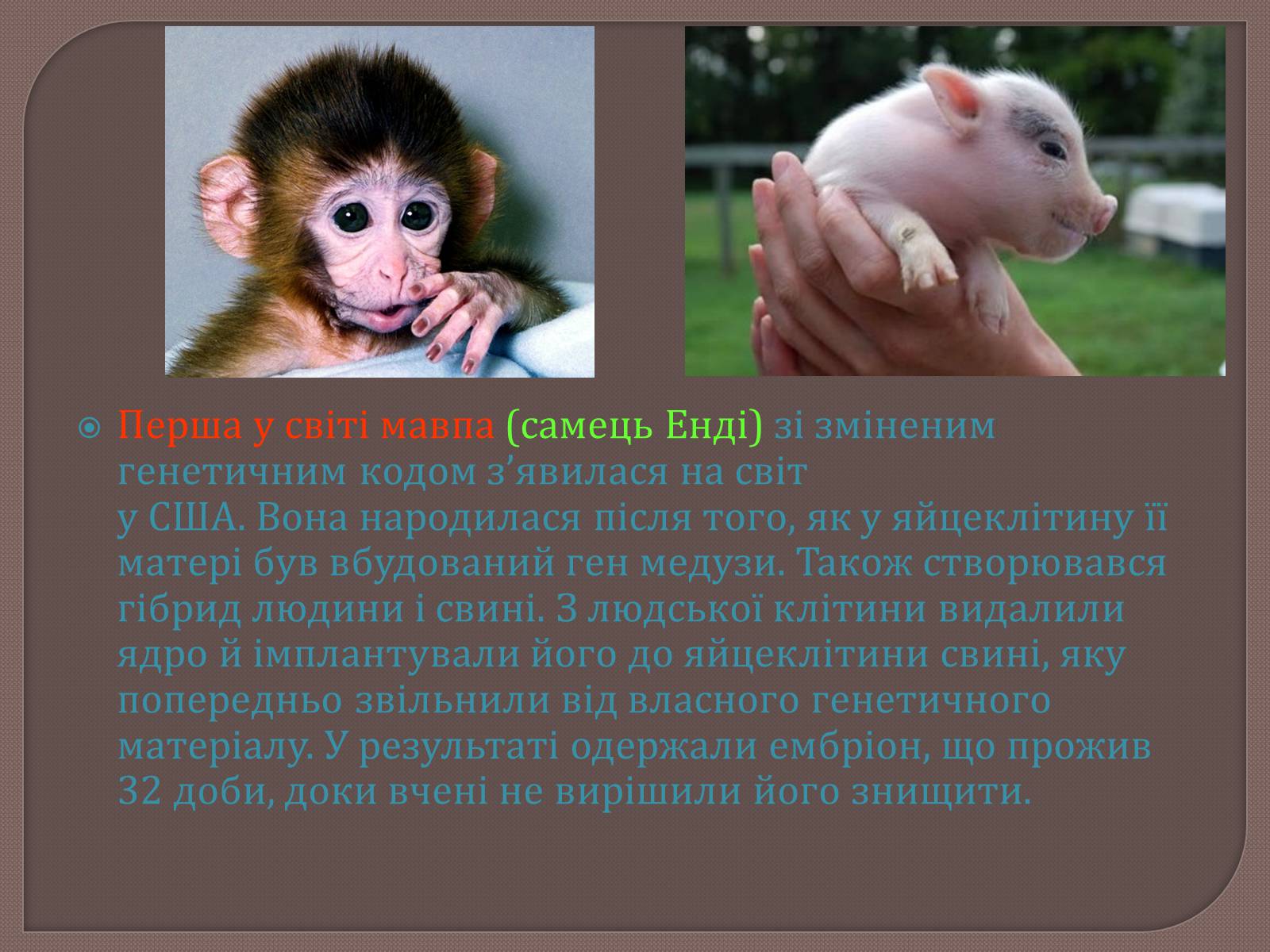 Презентація на тему «ГМО» (варіант 6) - Слайд #12 Презентація на тему «ГМО» (варіант 6) - Слайд #12