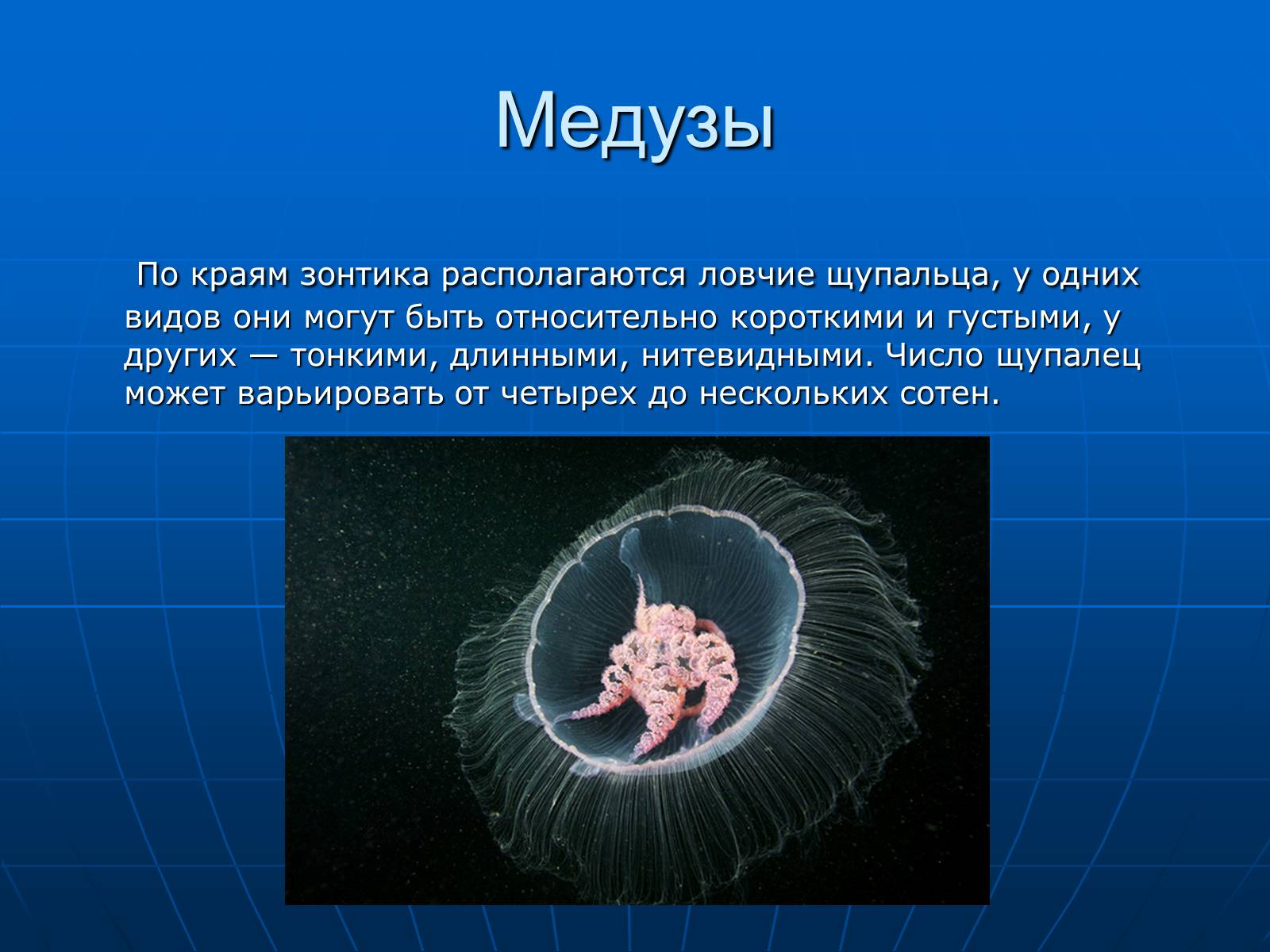 Презентація на тему «Медузи» (варіант 2) - Слайд #10 Презентація на тему «Медузи» (варіант 2) - Слайд #10
