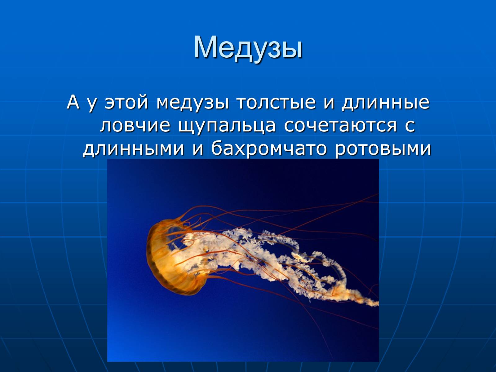 Презентація на тему «Медузи» (варіант 2) - Слайд #12 Презентація на тему «Медузи» (варіант 2) - Слайд #12