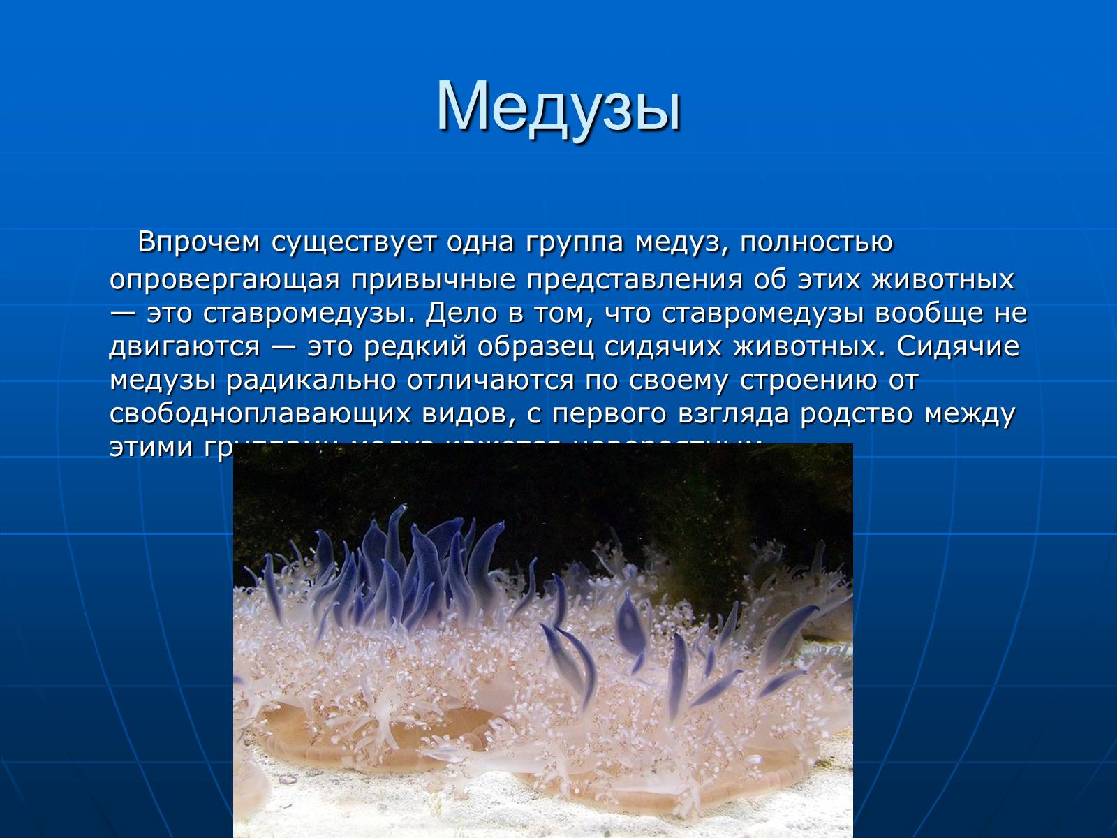 Презентація на тему «Медузи» (варіант 2) - Слайд #13 Презентація на тему «Медузи» (варіант 2) - Слайд #13