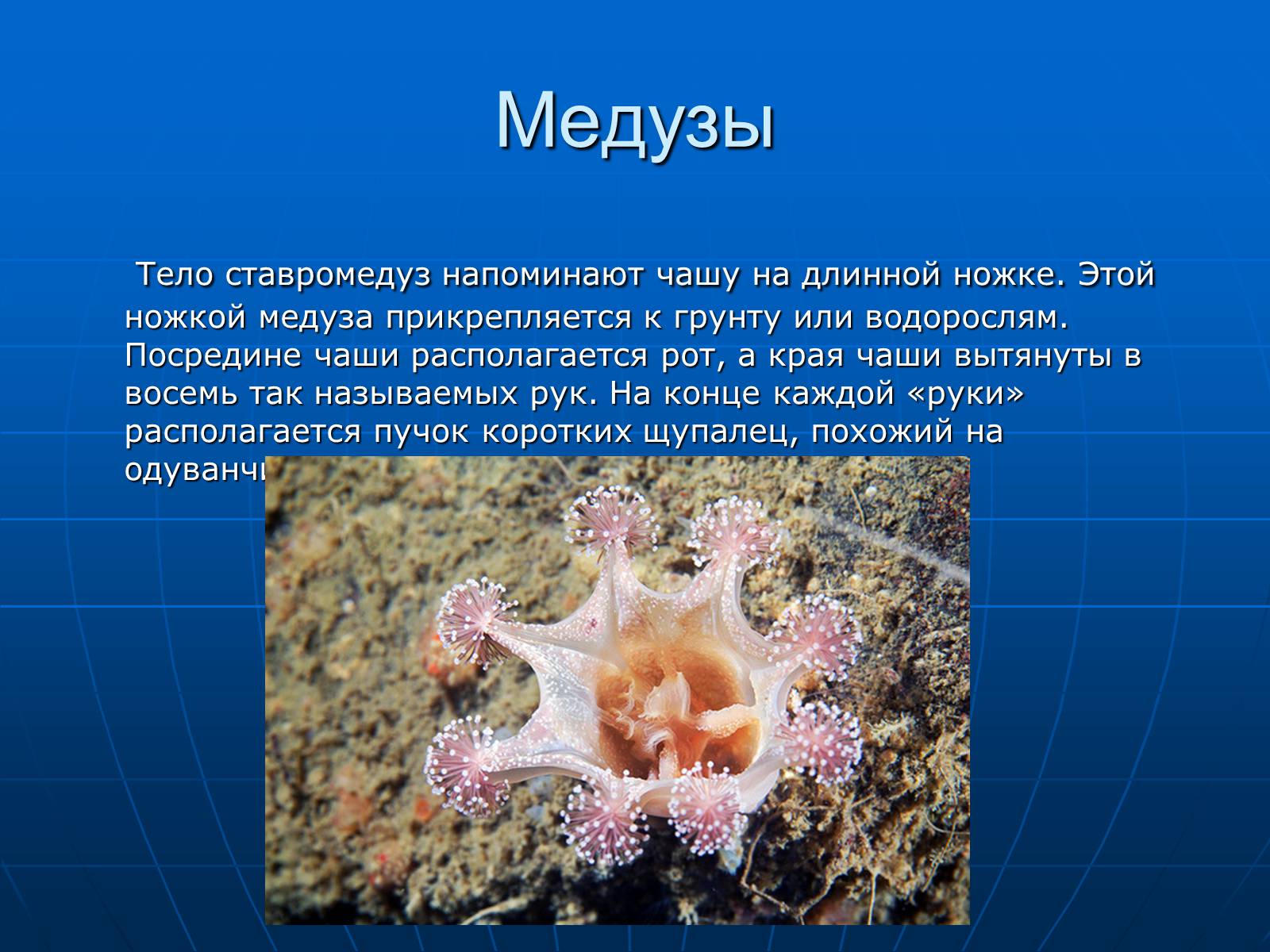 Презентація на тему «Медузи» (варіант 2) - Слайд #14 Презентація на тему «Медузи» (варіант 2) - Слайд #14
