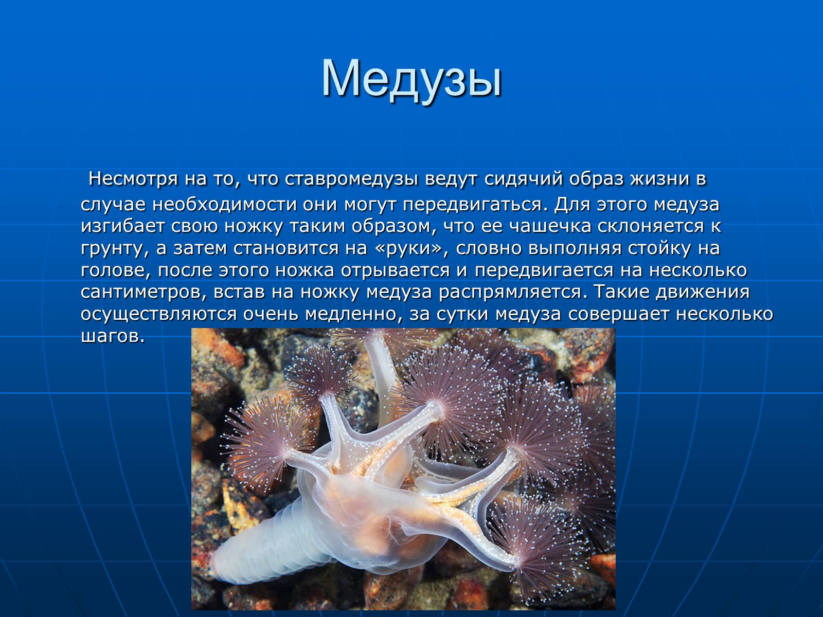 Презентація на тему «Медузи» (варіант 2) - Слайд #15 Презентація на тему «Медузи» (варіант 2) - Слайд #15
