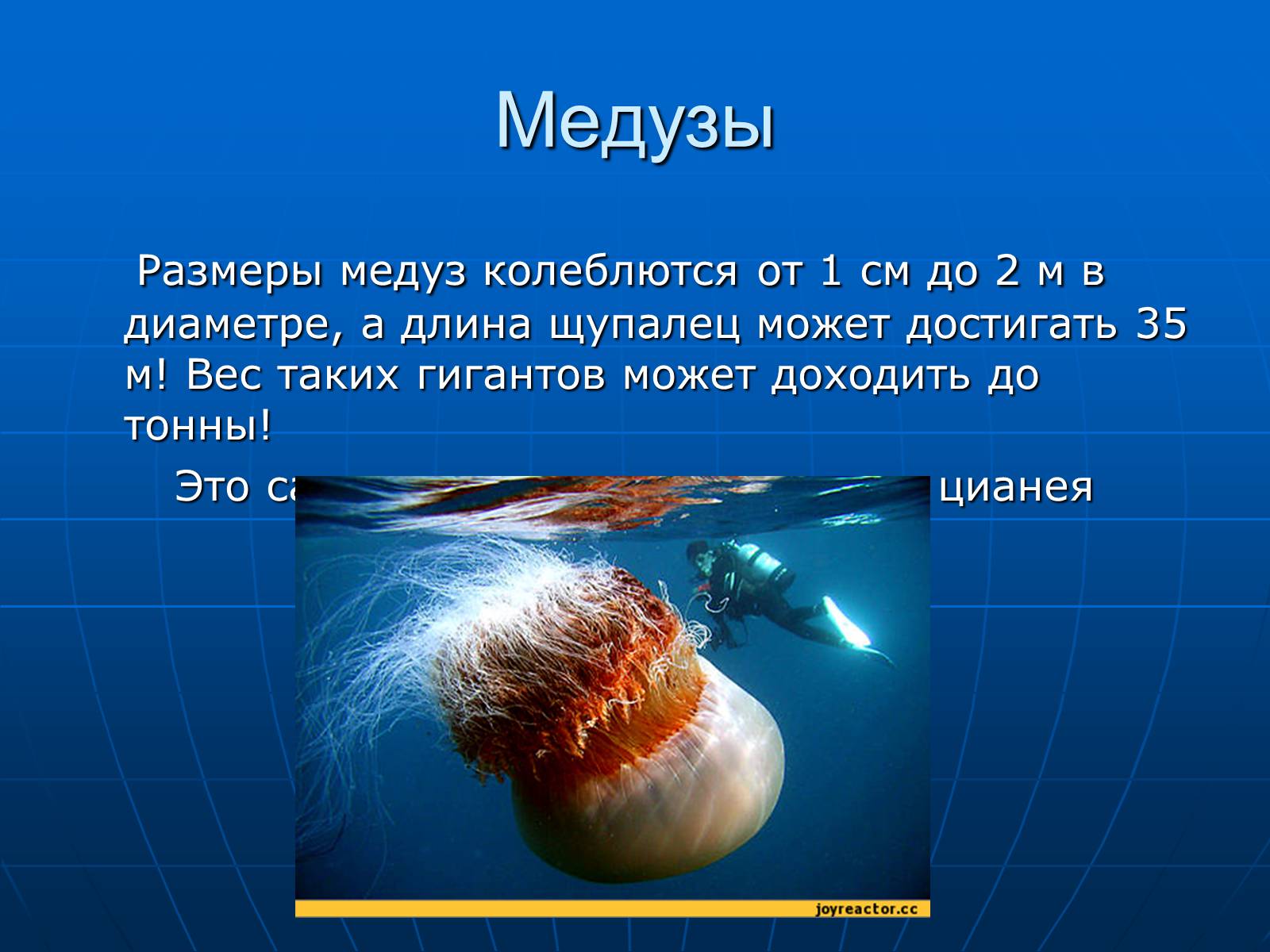 Презентація на тему «Медузи» (варіант 2) - Слайд #16 Презентація на тему «Медузи» (варіант 2) - Слайд #16