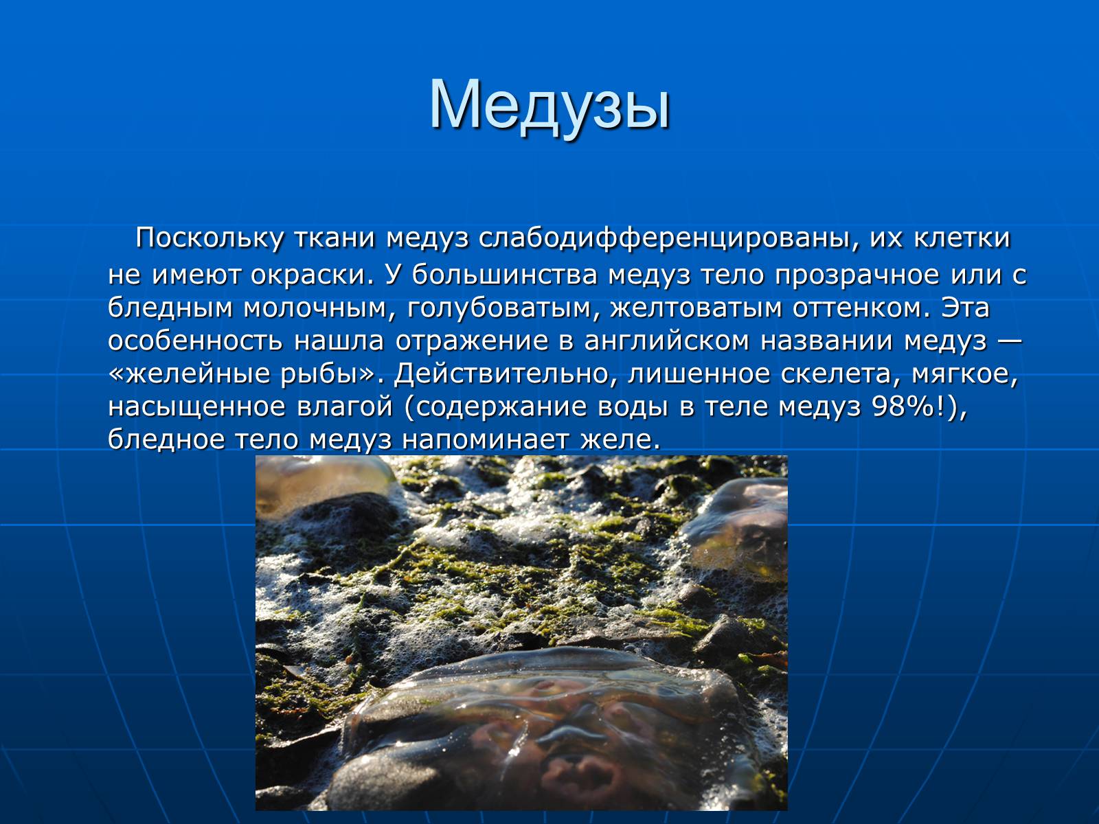 Презентація на тему «Медузи» (варіант 2) - Слайд #17 Презентація на тему «Медузи» (варіант 2) - Слайд #17