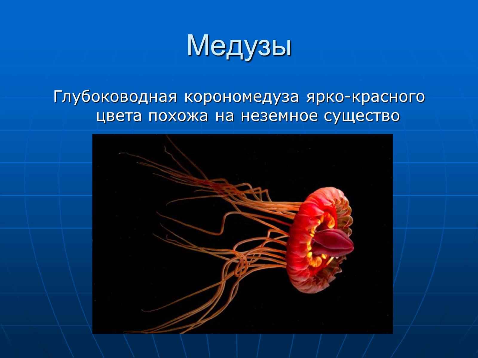 Презентація на тему «Медузи» (варіант 2) - Слайд #20 Презентація на тему «Медузи» (варіант 2) - Слайд #20