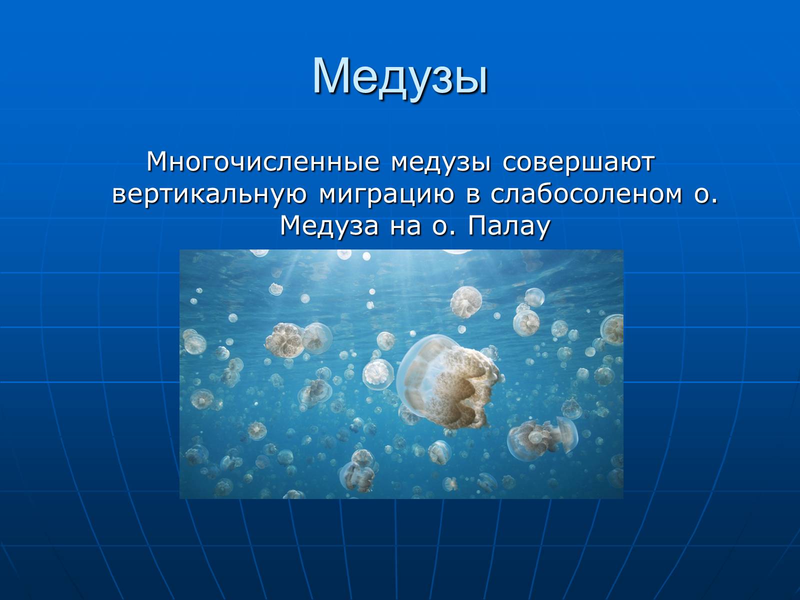Презентація на тему «Медузи» (варіант 2) - Слайд #22 Презентація на тему «Медузи» (варіант 2) - Слайд #22