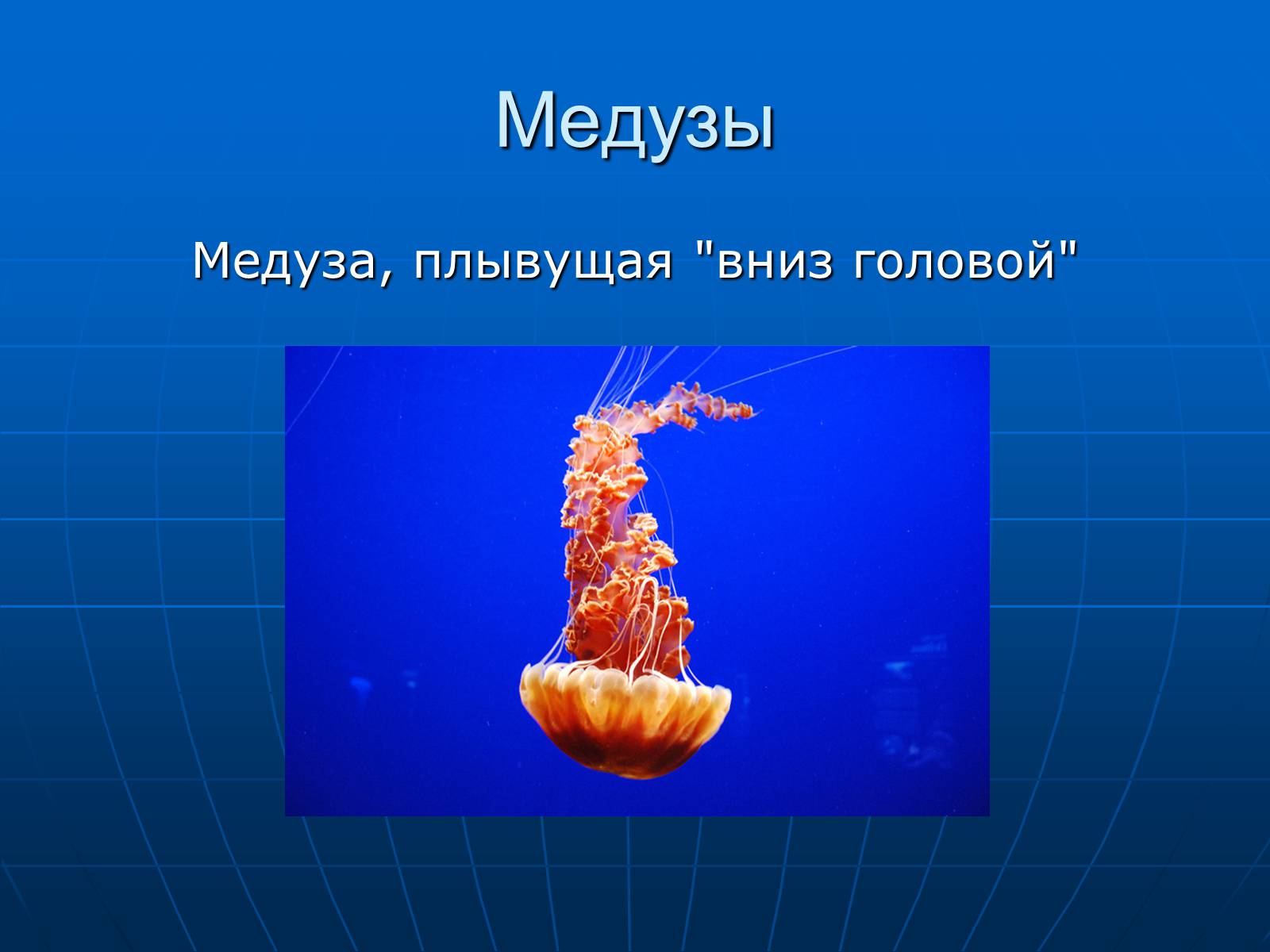 Презентація на тему «Медузи» (варіант 2) - Слайд #24 Презентація на тему «Медузи» (варіант 2) - Слайд #24