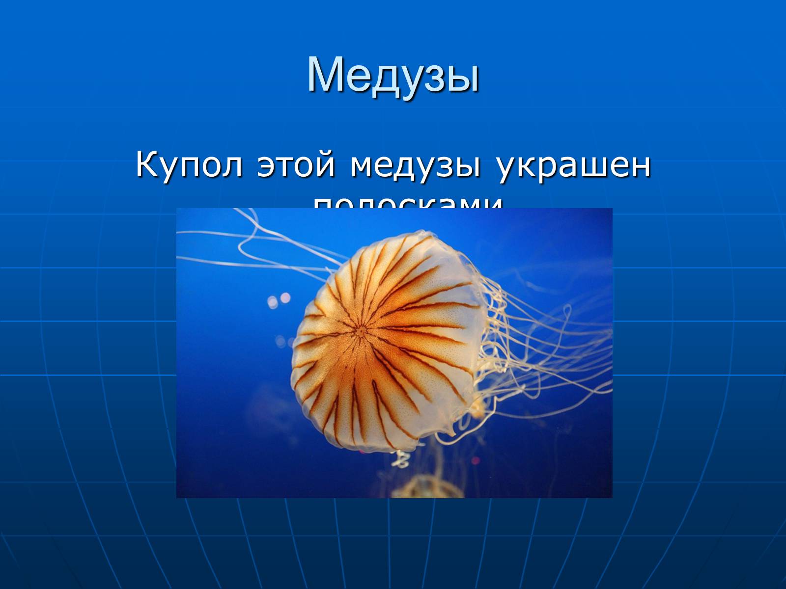 Презентація на тему «Медузи» (варіант 2) - Слайд #28 Презентація на тему «Медузи» (варіант 2) - Слайд #28