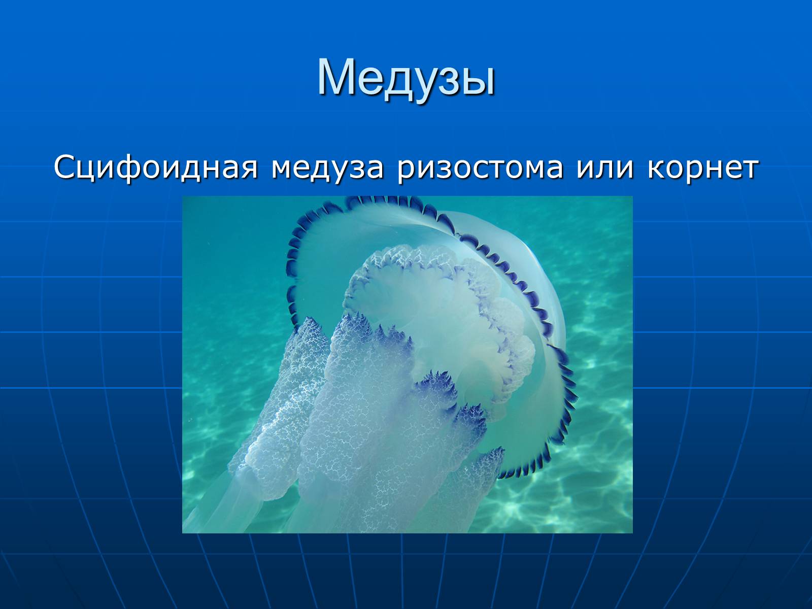 Презентація на тему «Медузи» (варіант 2) - Слайд #3 Презентація на тему «Медузи» (варіант 2) - Слайд #3