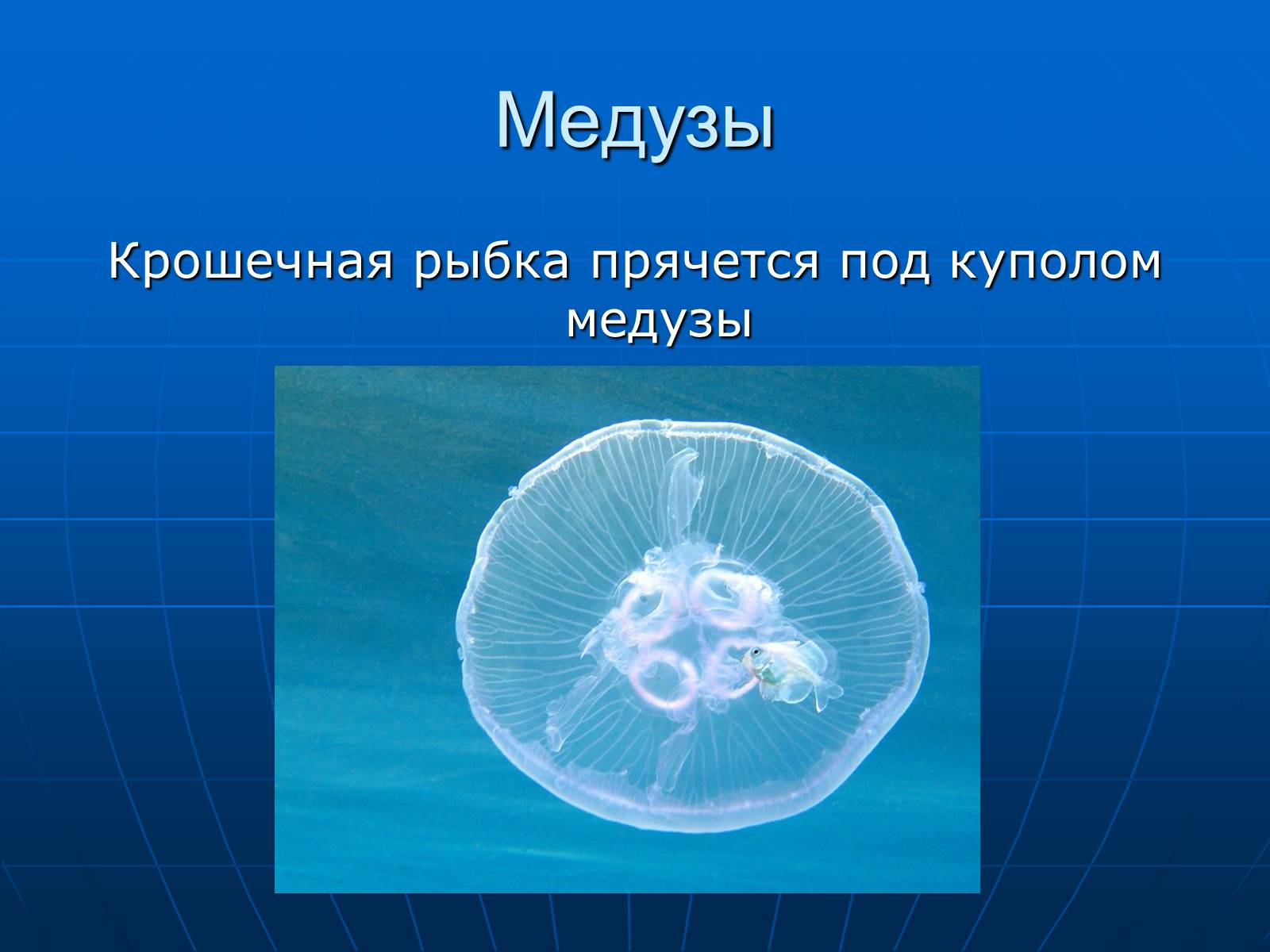 Презентація на тему «Медузи» (варіант 2) - Слайд #30 Презентація на тему «Медузи» (варіант 2) - Слайд #30