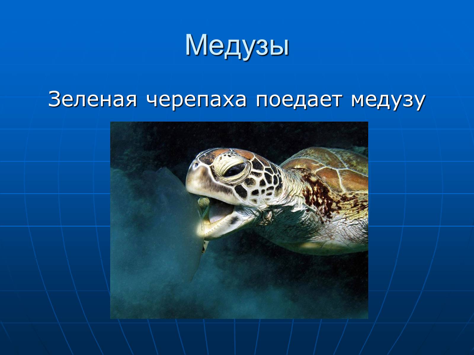 Презентація на тему «Медузи» (варіант 2) - Слайд #32 Презентація на тему «Медузи» (варіант 2) - Слайд #32