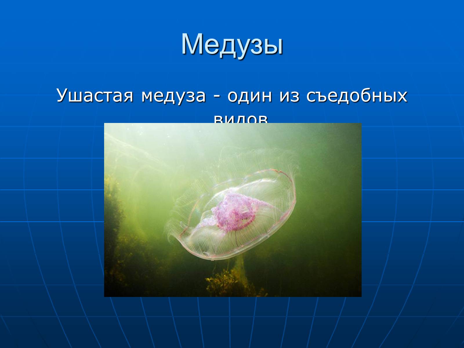 Презентація на тему «Медузи» (варіант 2) - Слайд #34 Презентація на тему «Медузи» (варіант 2) - Слайд #34