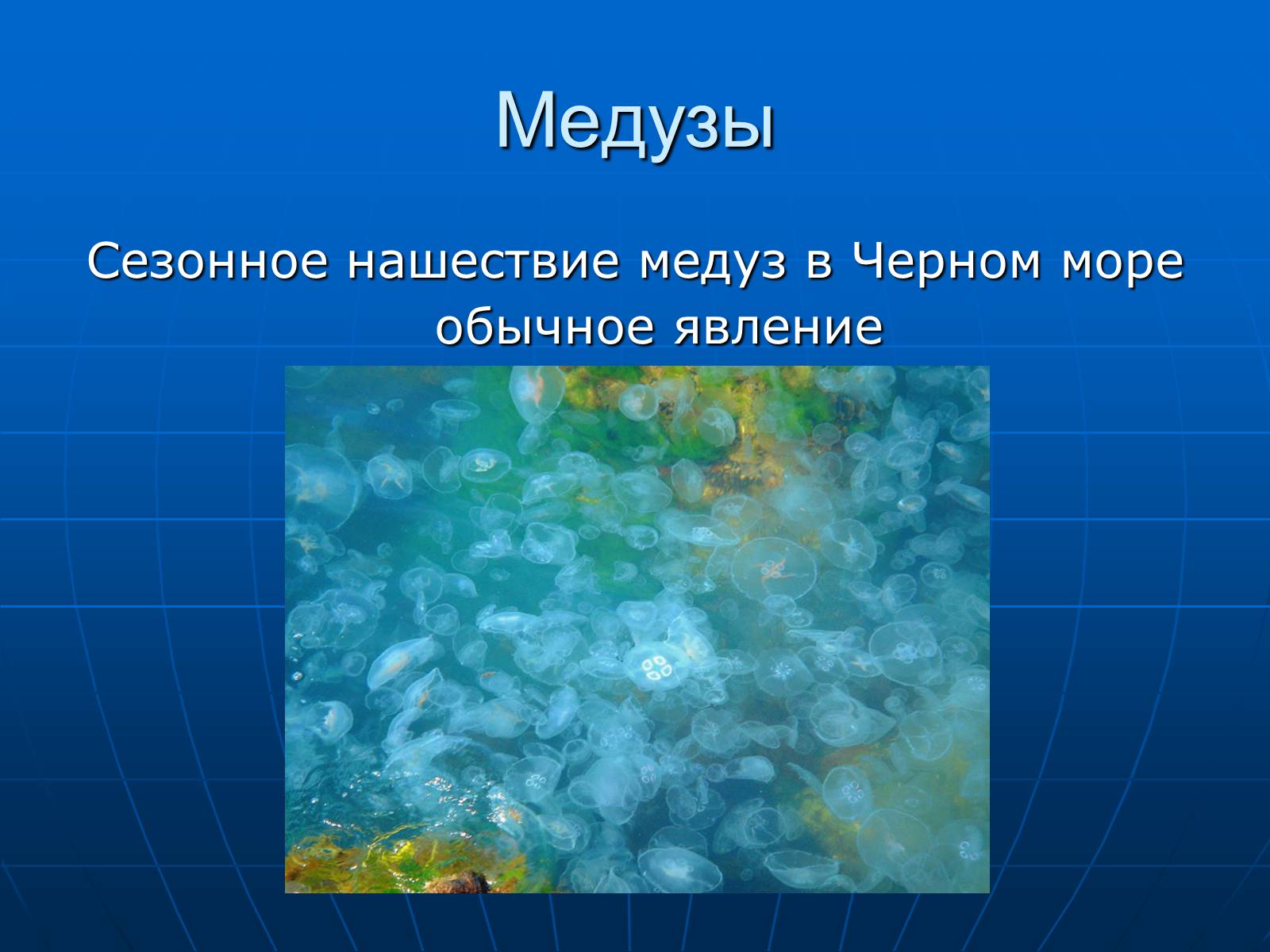 Презентація на тему «Медузи» (варіант 2) - Слайд #36 Презентація на тему «Медузи» (варіант 2) - Слайд #36