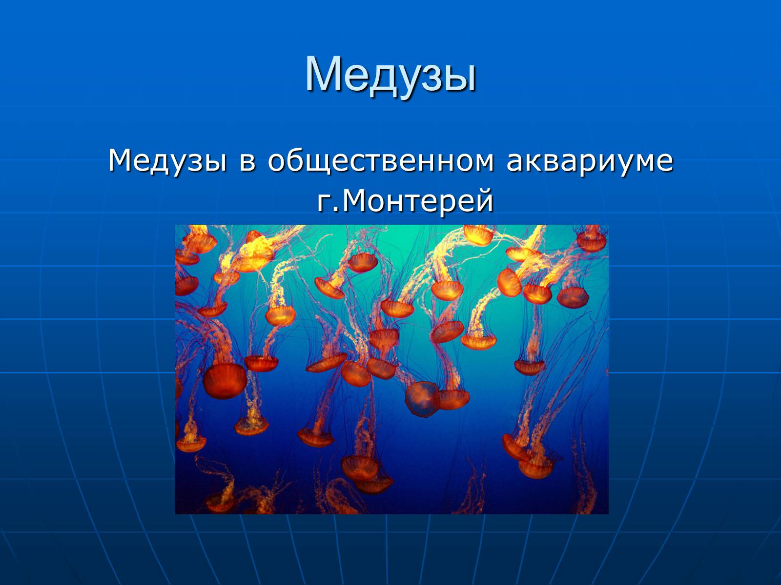 Презентація на тему «Медузи» (варіант 2) - Слайд #41 Презентація на тему «Медузи» (варіант 2) - Слайд #41