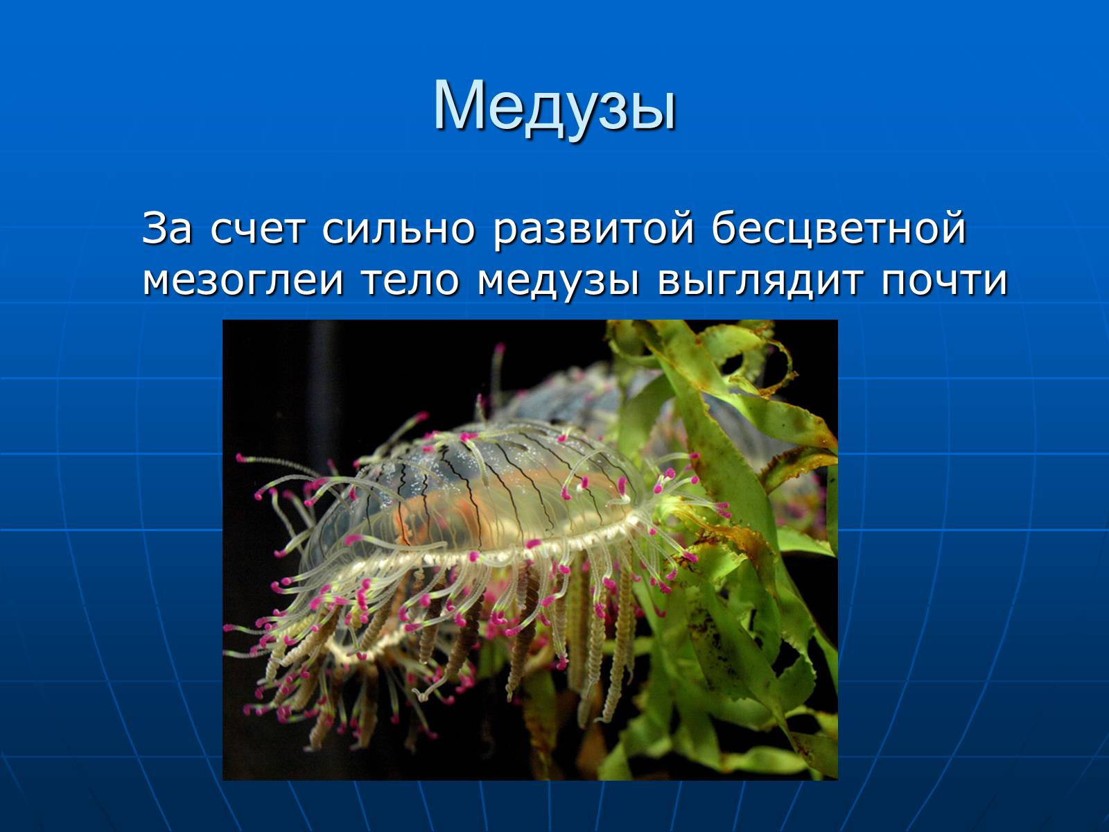 Презентація на тему «Медузи» (варіант 2) - Слайд #7 Презентація на тему «Медузи» (варіант 2) - Слайд #7
