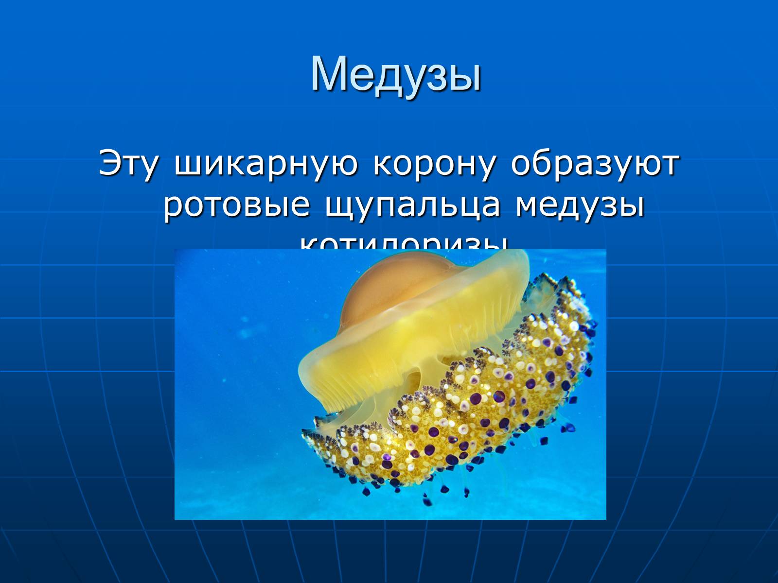 Презентація на тему «Медузи» (варіант 2) - Слайд #9 Презентація на тему «Медузи» (варіант 2) - Слайд #9