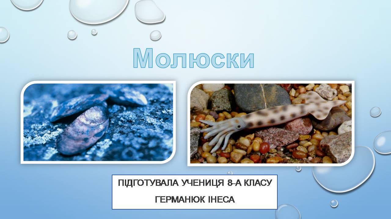 Презентація на тему «Молюски» (варіант 2) - Слайд #1 Презентація на тему «Молюски» (варіант 2) - Слайд #1