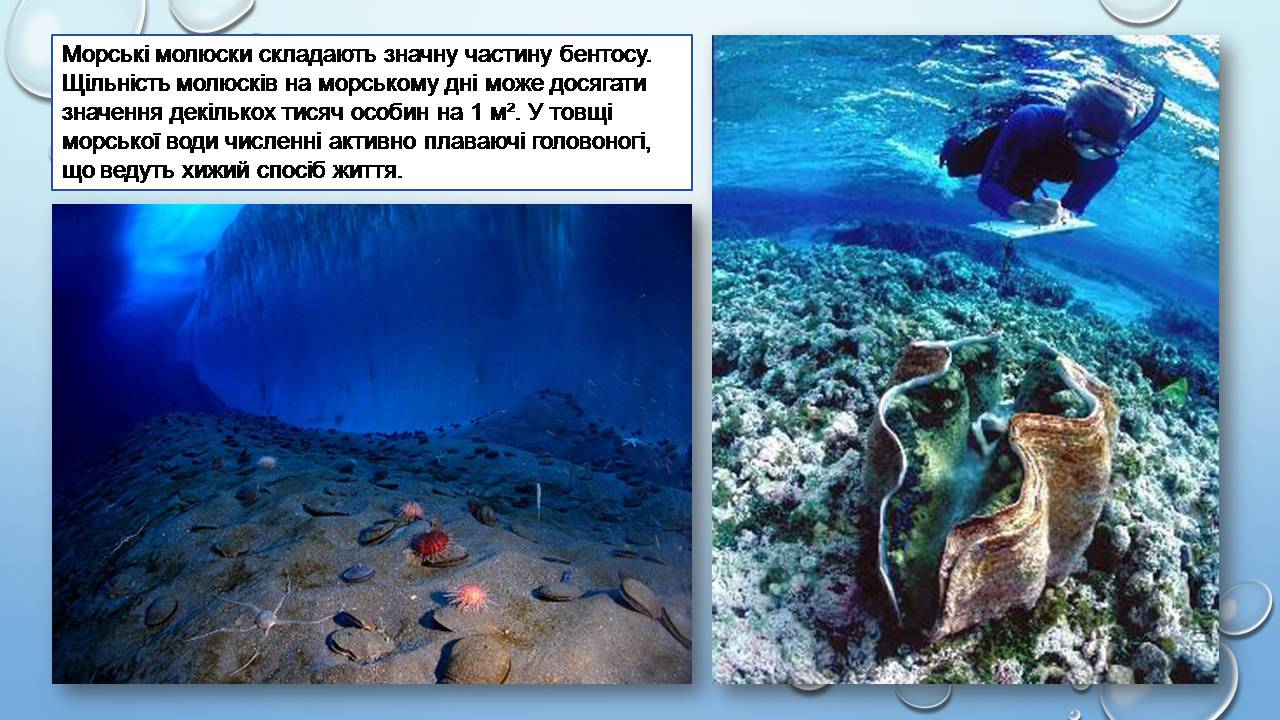 Презентація на тему «Молюски» (варіант 2) - Слайд #8 Презентація на тему «Молюски» (варіант 2) - Слайд #8
