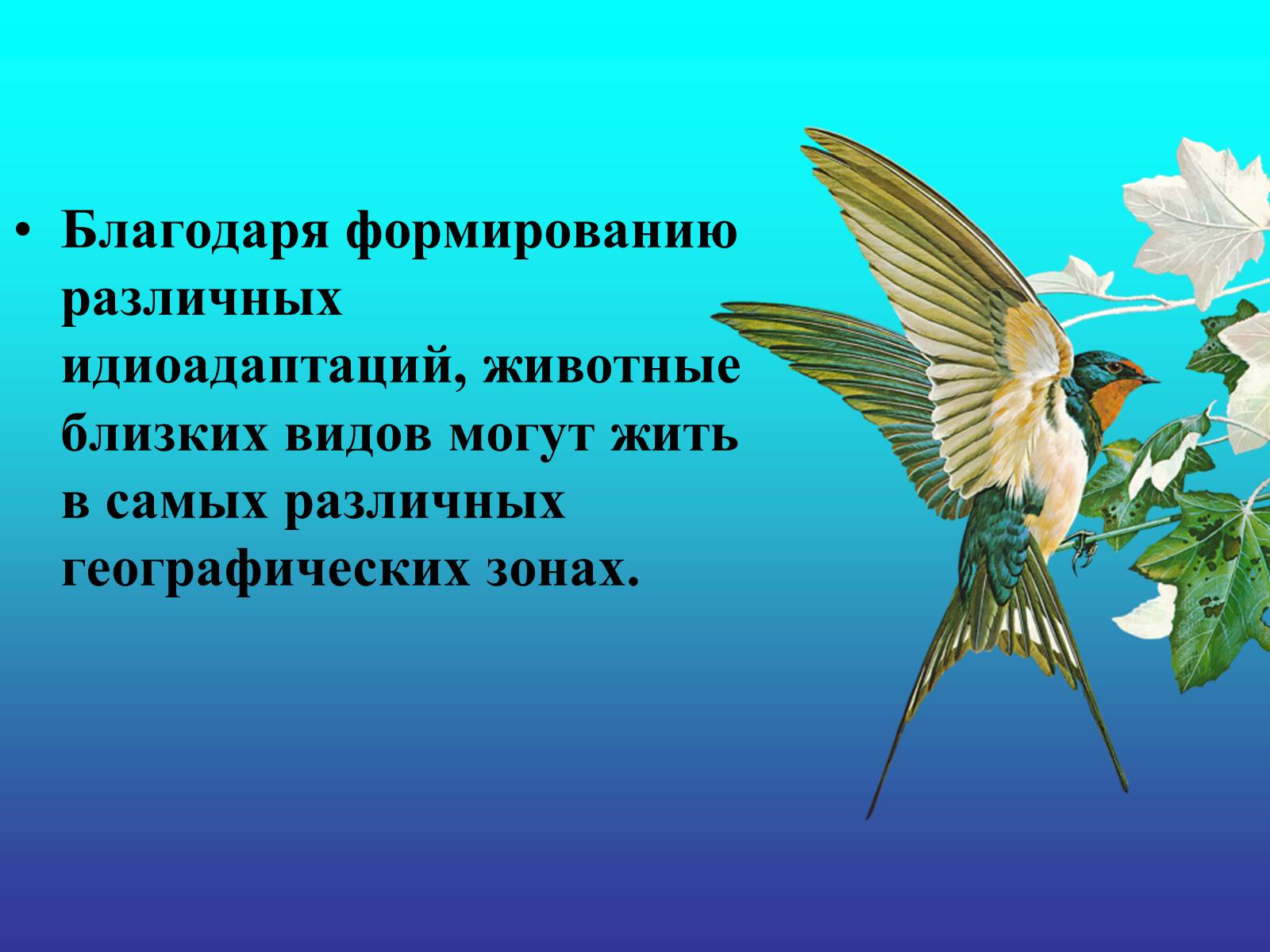 Презентація на тему «Биологический прогресс и регресс» - Слайд #16 Презентація на тему «Биологический прогресс и регресс» - Слайд #16