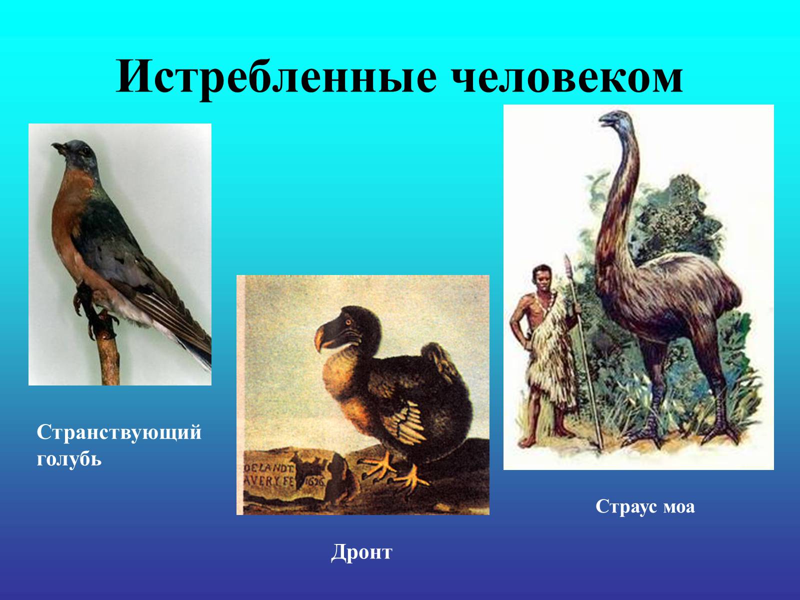 Презентація на тему «Биологический прогресс и регресс» - Слайд #6 Презентація на тему «Биологический прогресс и регресс» - Слайд #6