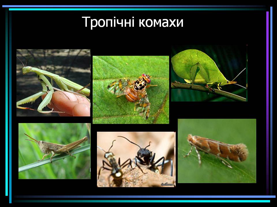 Презентація на тему «Основні процеси життєдіяльності тварин» - Слайд #11 Презентація на тему «Основні процеси життєдіяльності тварин» - Слайд #11