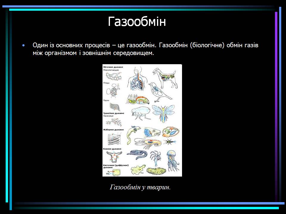 Презентація на тему «Основні процеси життєдіяльності тварин» - Слайд #17 Презентація на тему «Основні процеси життєдіяльності тварин» - Слайд #17