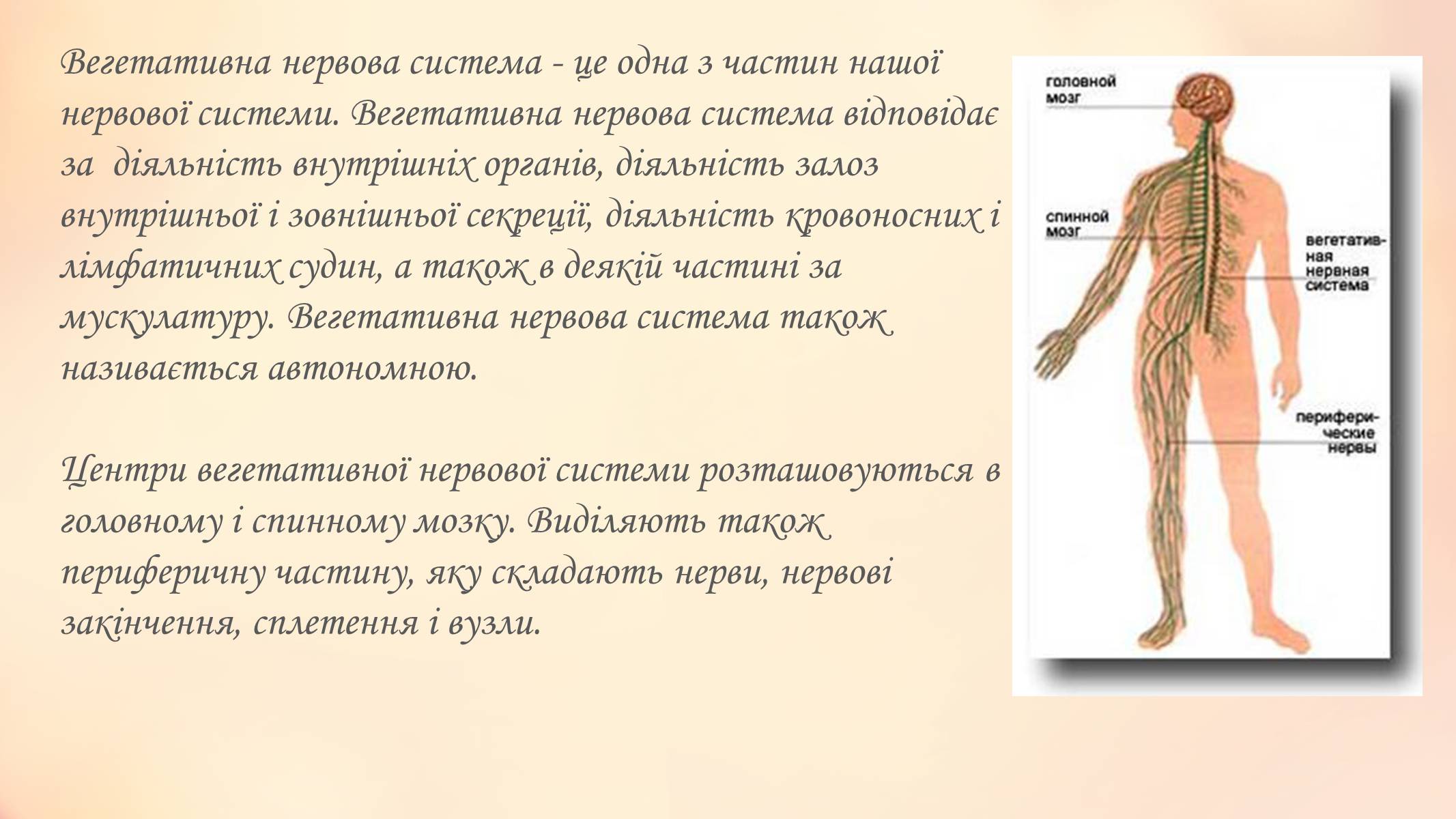 Презентація на тему «Вегетативна нервова система» - Слайд #2 Презентація на тему «Вегетативна нервова система» - Слайд #2