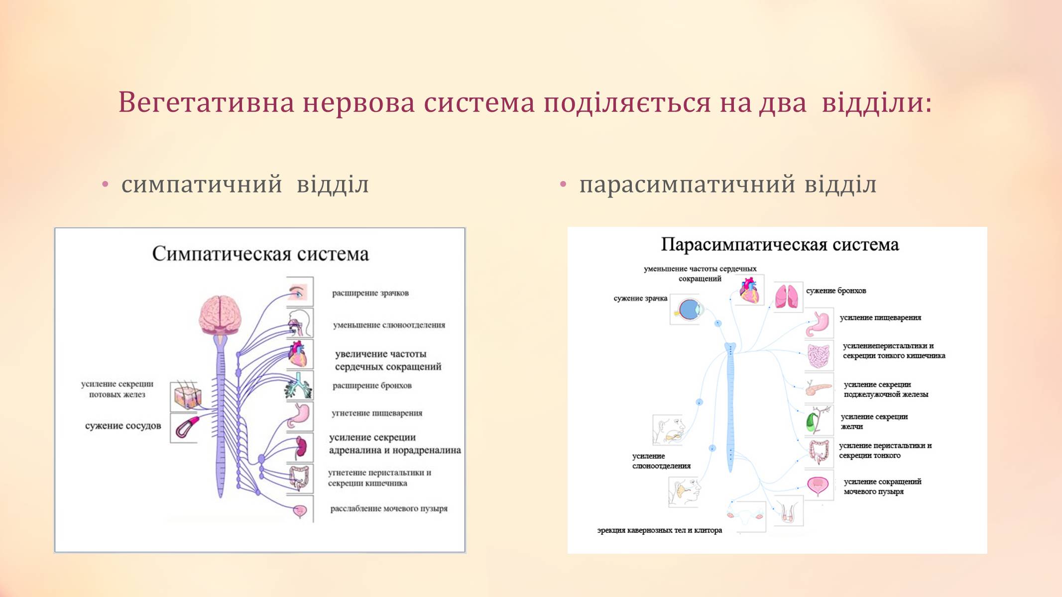 Презентація на тему «Вегетативна нервова система» - Слайд #3 Презентація на тему «Вегетативна нервова система» - Слайд #3
