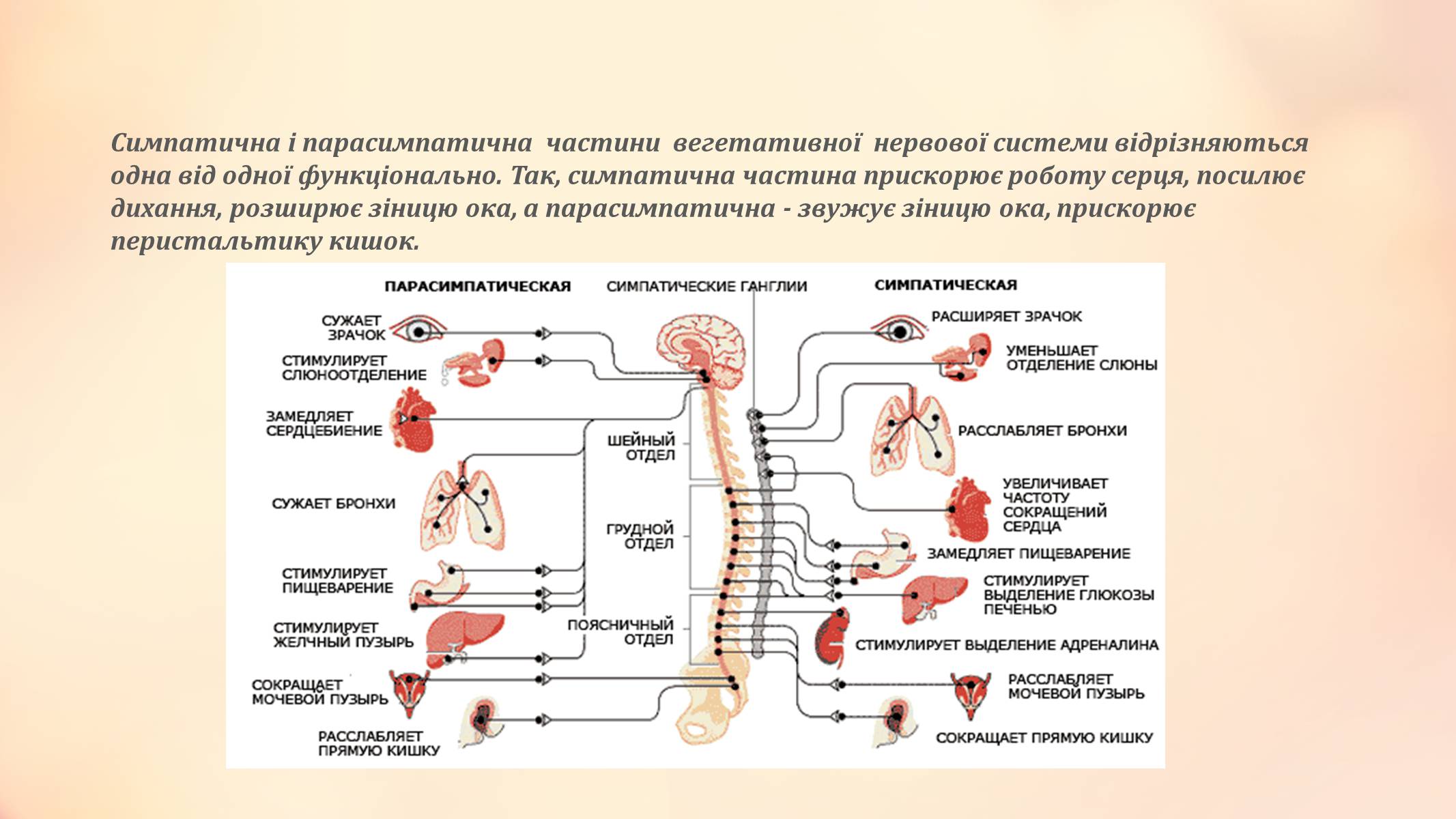 Презентація на тему «Вегетативна нервова система» - Слайд #6 Презентація на тему «Вегетативна нервова система» - Слайд #6