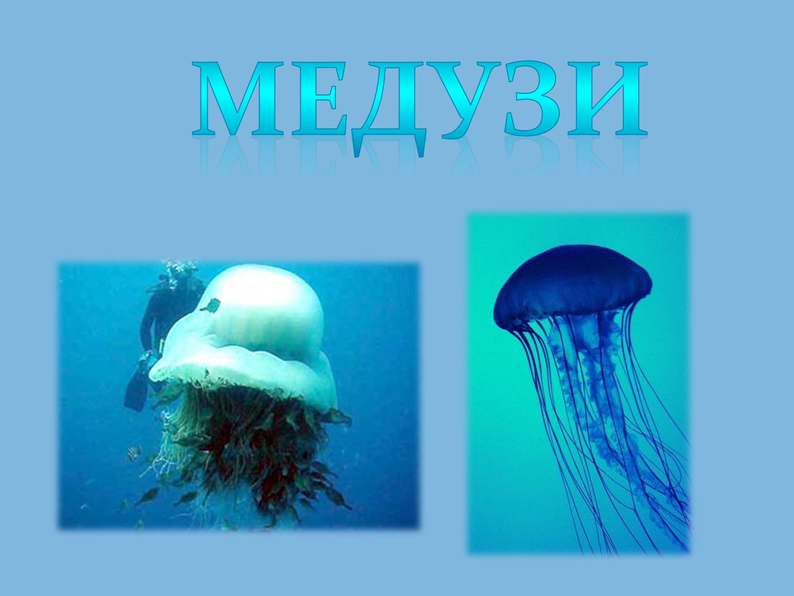 Презентація на тему «Медузи» (варіант 1) - Слайд #1 Презентація на тему «Медузи» (варіант 1) - Слайд #1