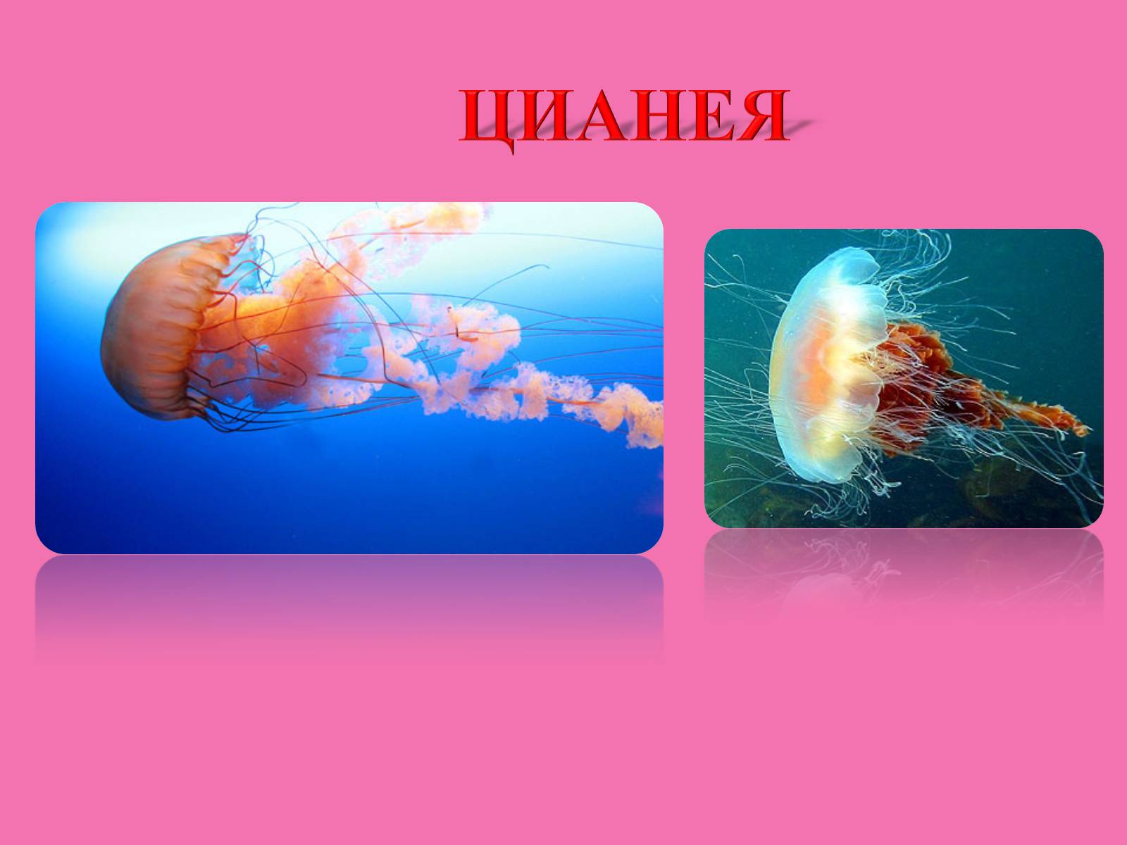 Презентація на тему «Медузи» (варіант 1) - Слайд #12 Презентація на тему «Медузи» (варіант 1) - Слайд #12