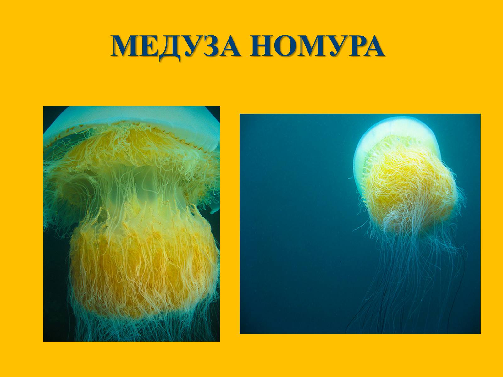 Презентація на тему «Медузи» (варіант 1) - Слайд #15 Презентація на тему «Медузи» (варіант 1) - Слайд #15