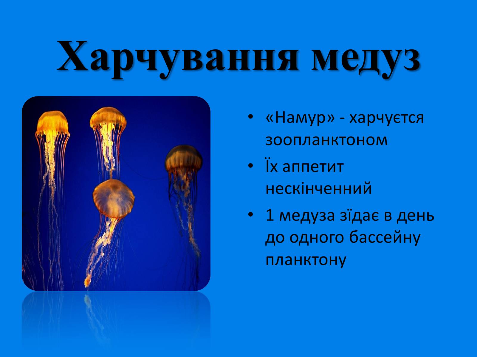 Презентація на тему «Медузи» (варіант 1) - Слайд #3 Презентація на тему «Медузи» (варіант 1) - Слайд #3