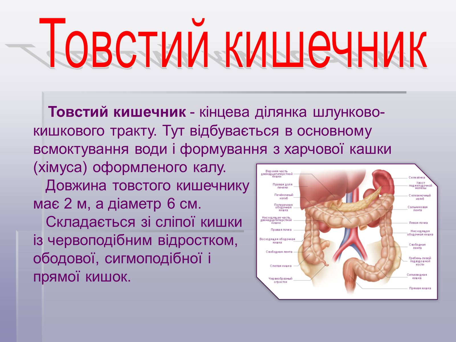 Презентація на тему «Печінка та кишечник» - Слайд #10 Презентація на тему «Печінка та кишечник» - Слайд #10