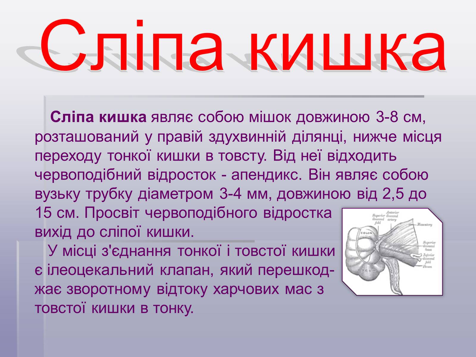 Презентація на тему «Печінка та кишечник» - Слайд #11 Презентація на тему «Печінка та кишечник» - Слайд #11