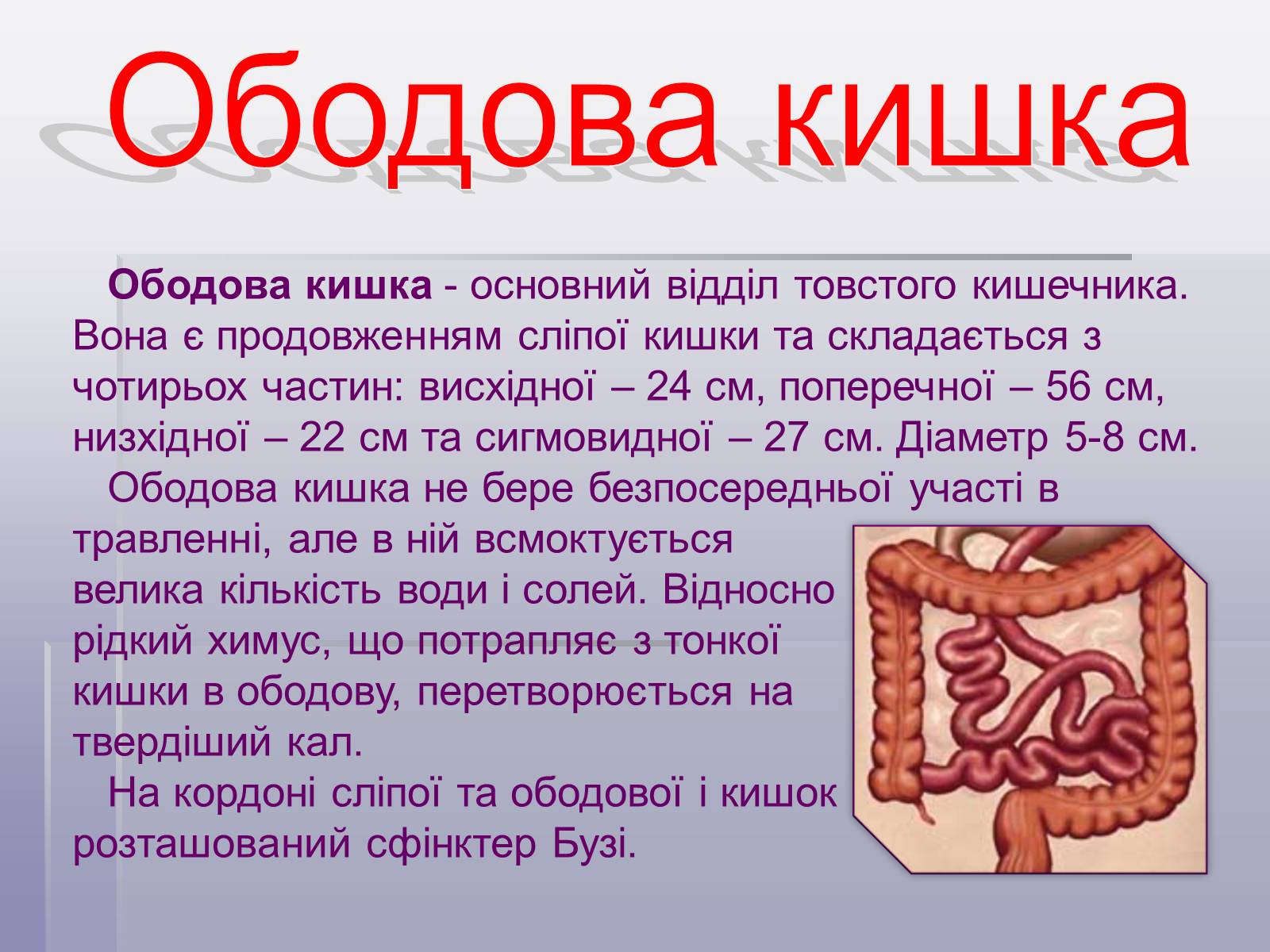 Презентація на тему «Печінка та кишечник» - Слайд #12 Презентація на тему «Печінка та кишечник» - Слайд #12